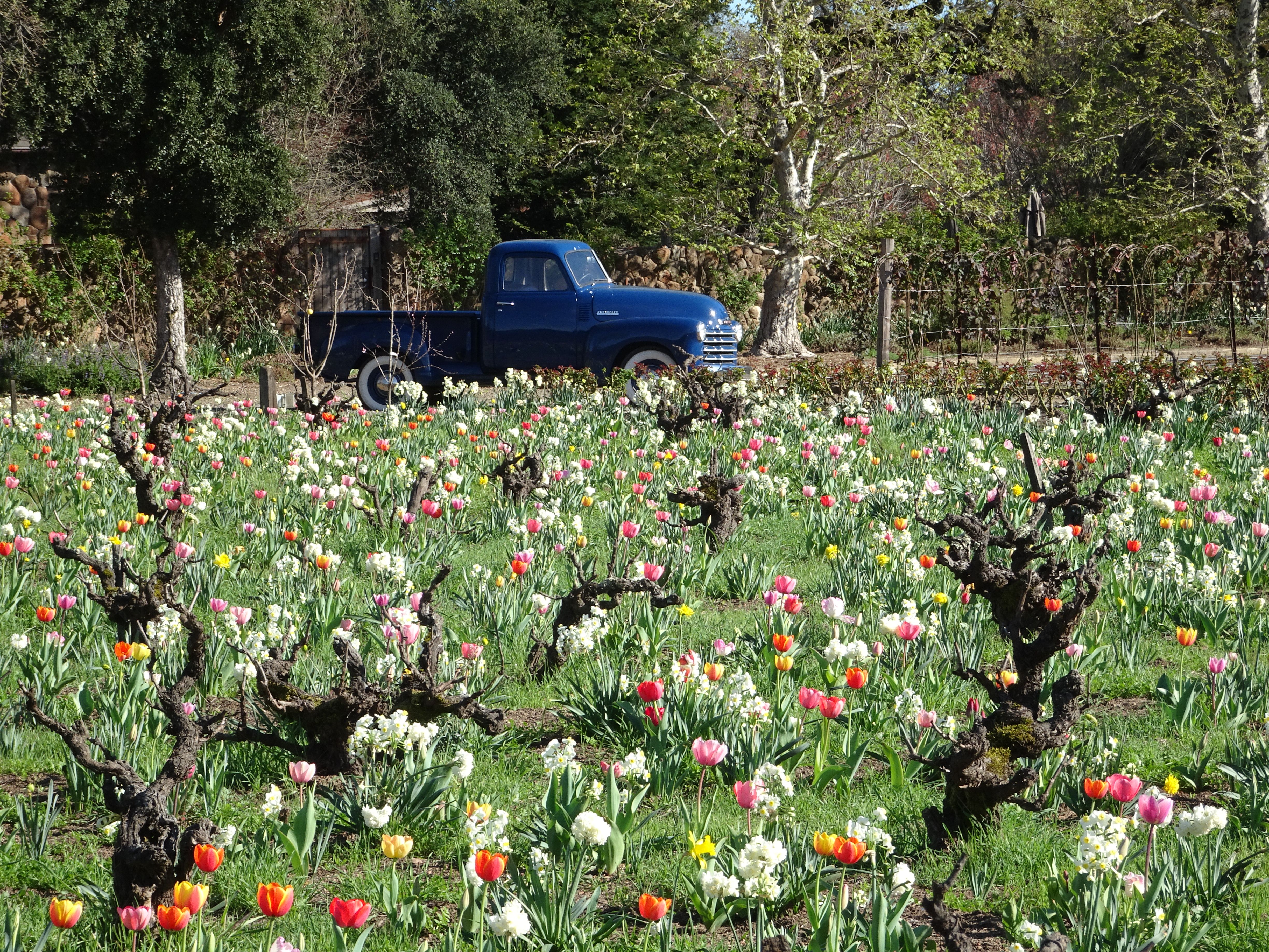 A blue vintage pickup truck sits along a tree-lined garden filled with blooming tulips in pink, red, yellow, and white; gnarled pruned trees frame the colorful flower bed in the foreground.