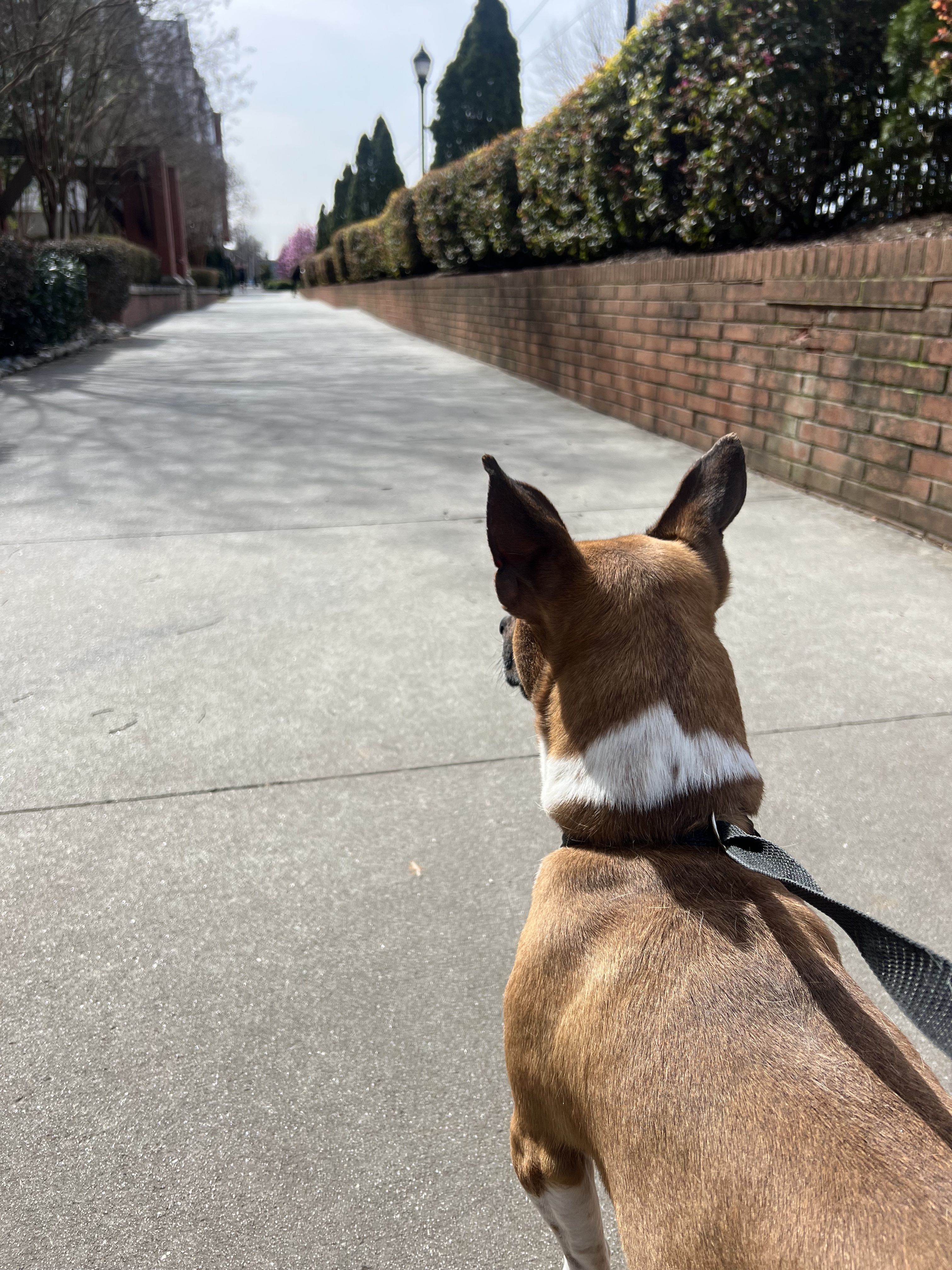 Axios' McKenzie Rankin takes a shelter dog for a walk. 