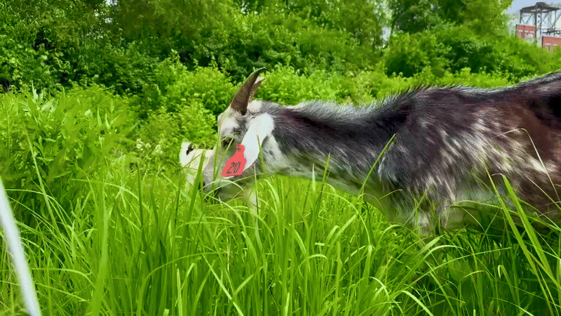A goat standing in a grassy field leaning down and eating the grass.