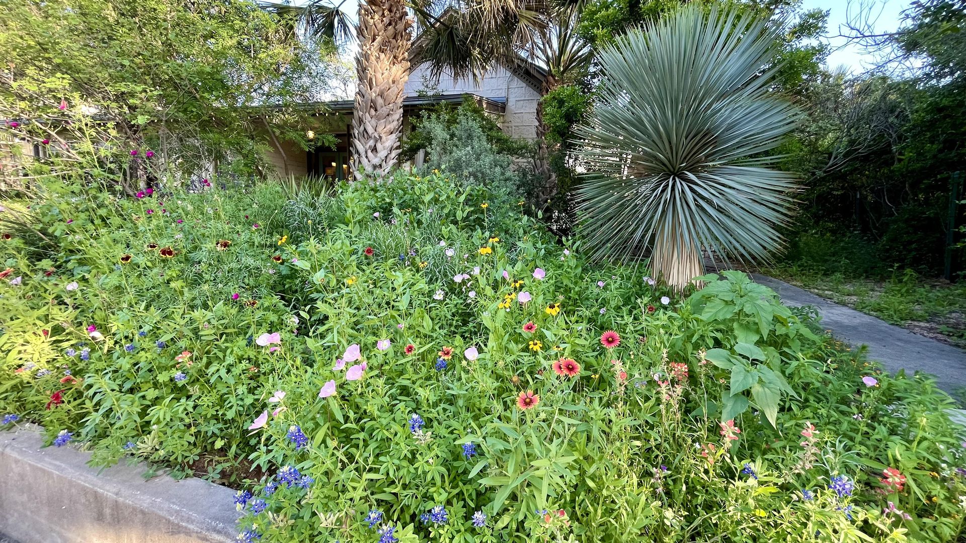 A bountiful garden full of colorful wildflowers and tall grasses.