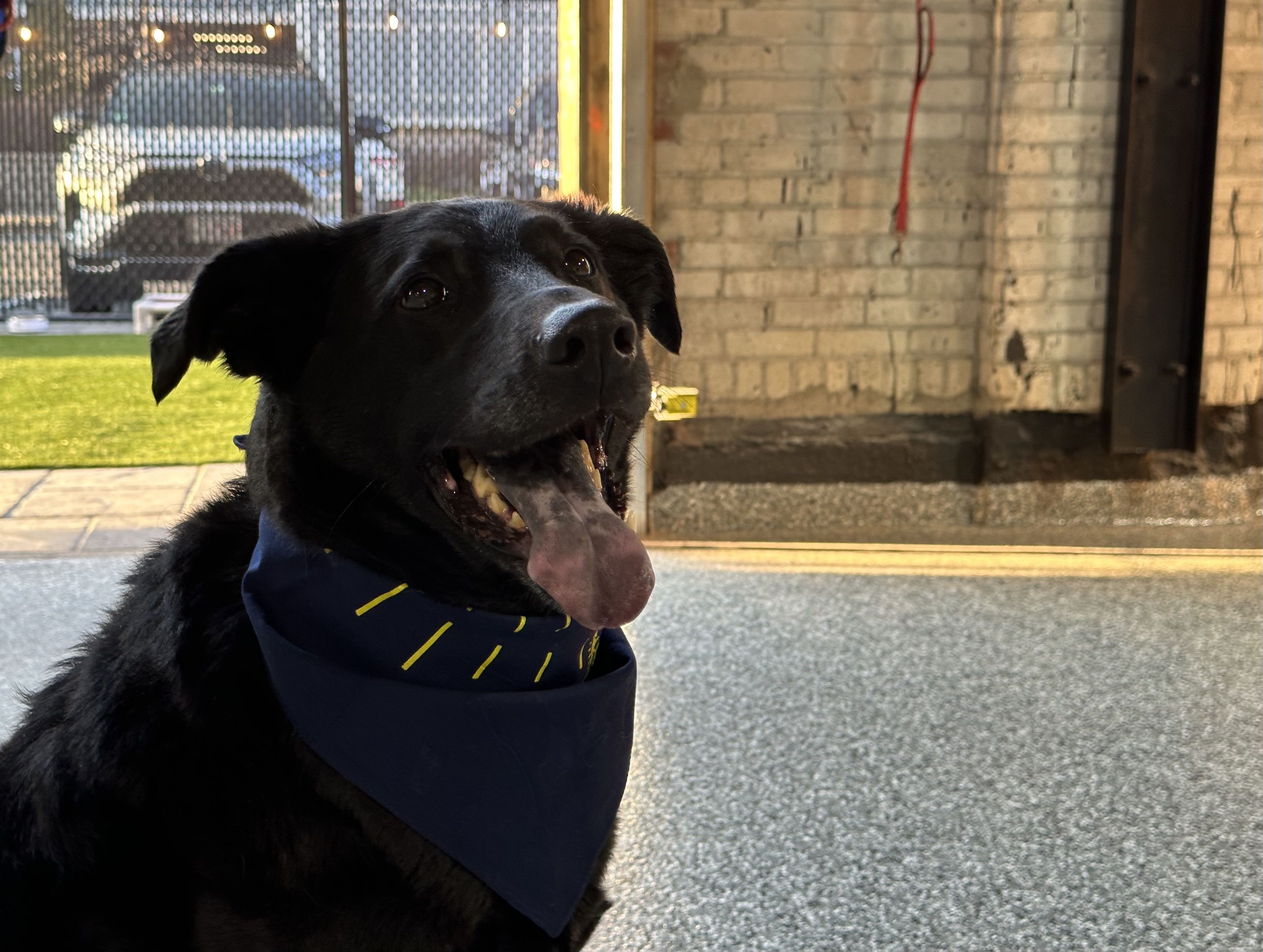 Bear, a black lab, sticks his tongue out inside Park-9 Dog Bar's off-leash area.