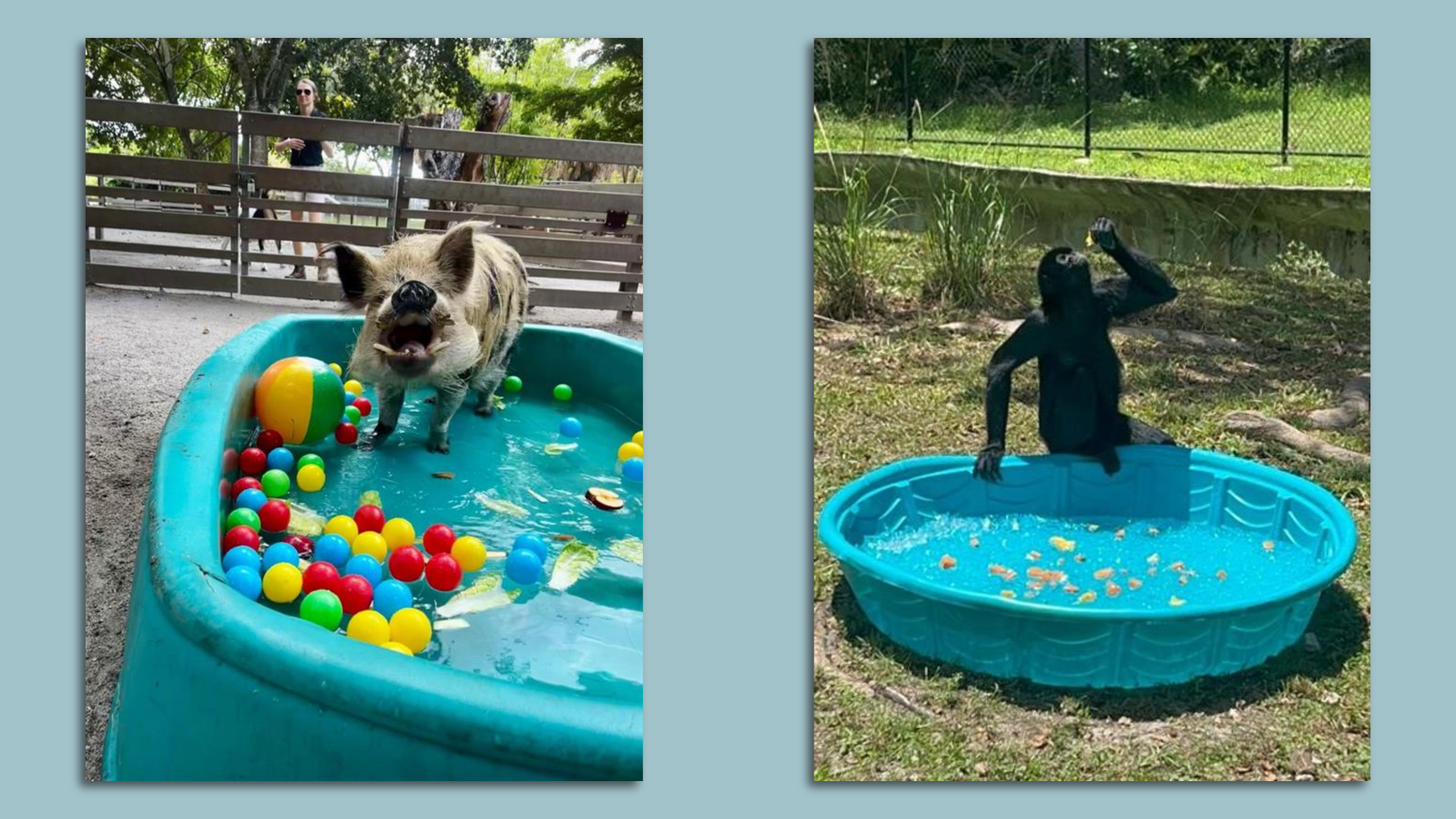 Two zoo animals and kiddie pools.