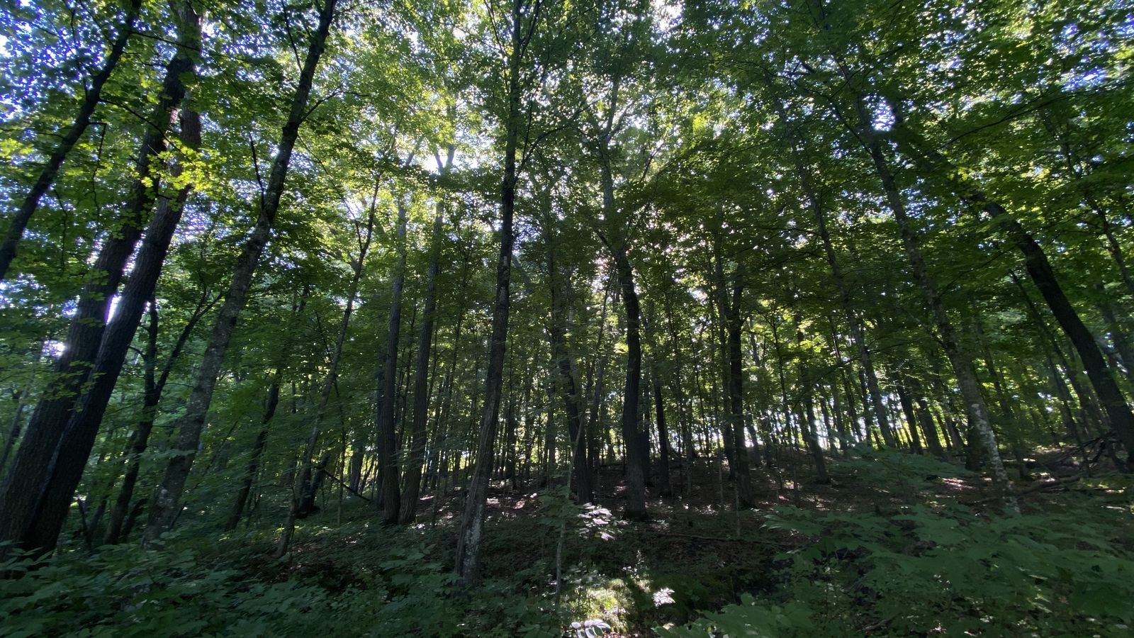 A photo of a forest with a thick canopy of green leaves