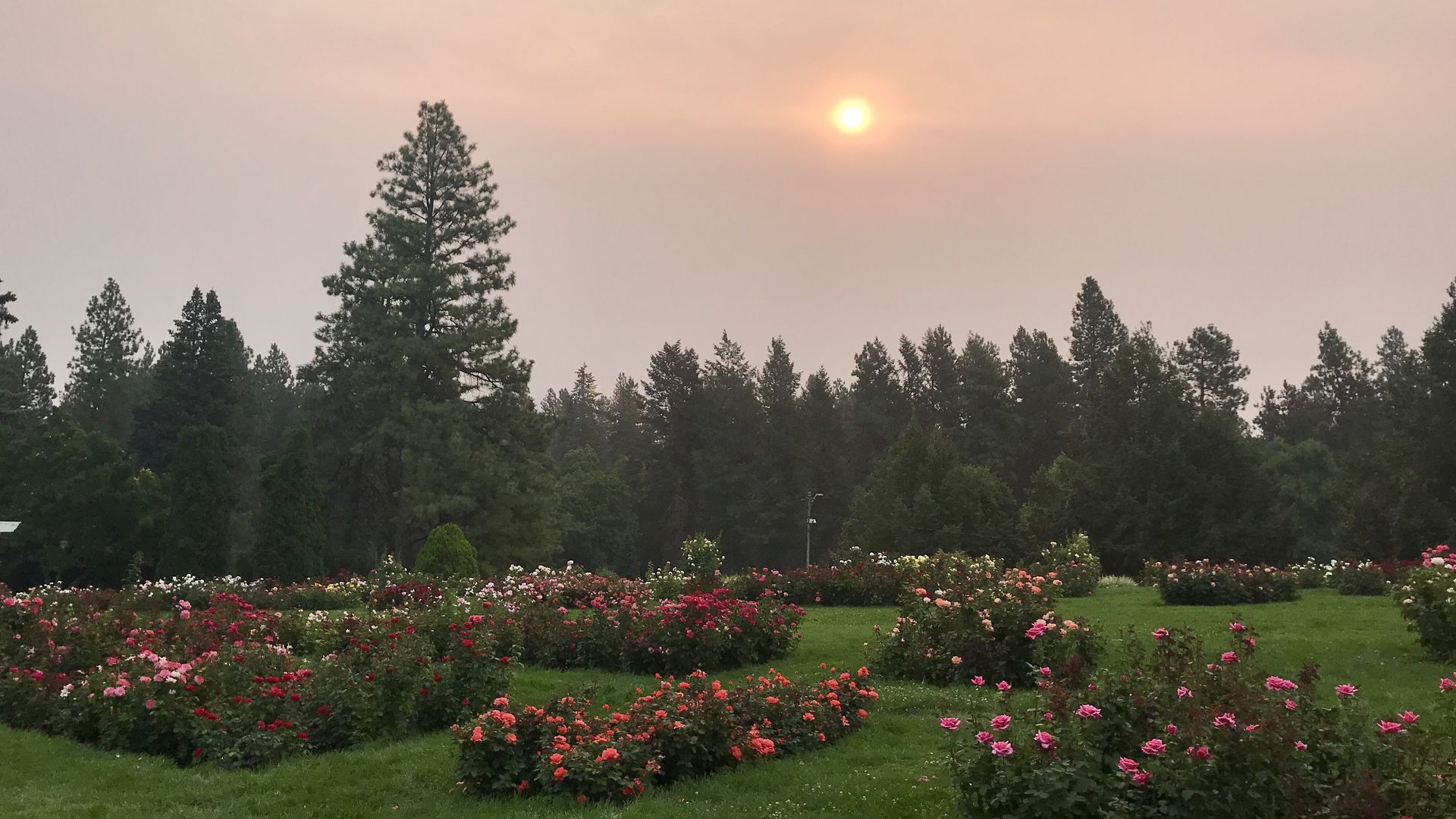 Sun rising amid smoke in local park in Spokane, WA 
