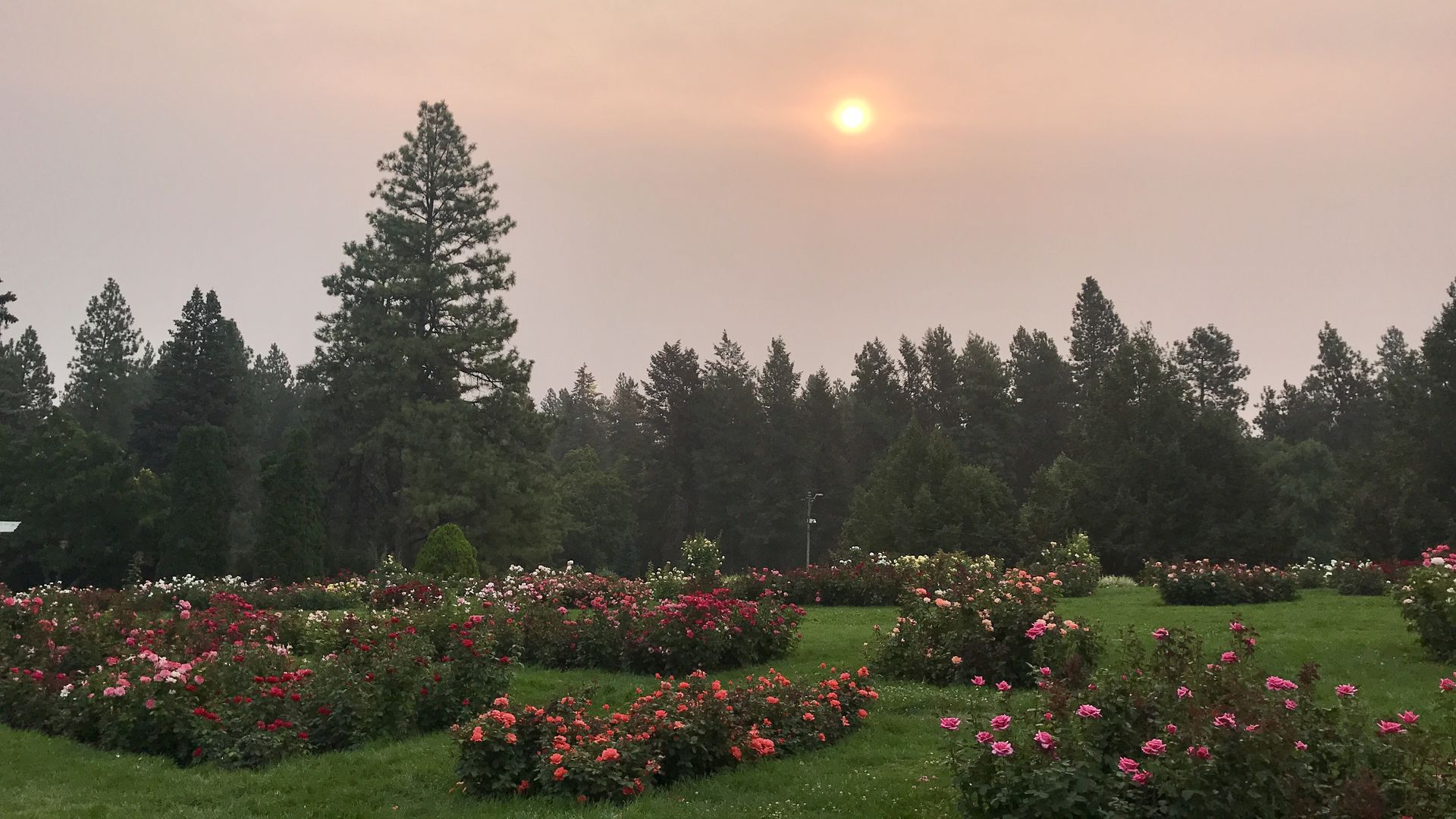 Sun rising amid smoke in local park in Spokane, WA