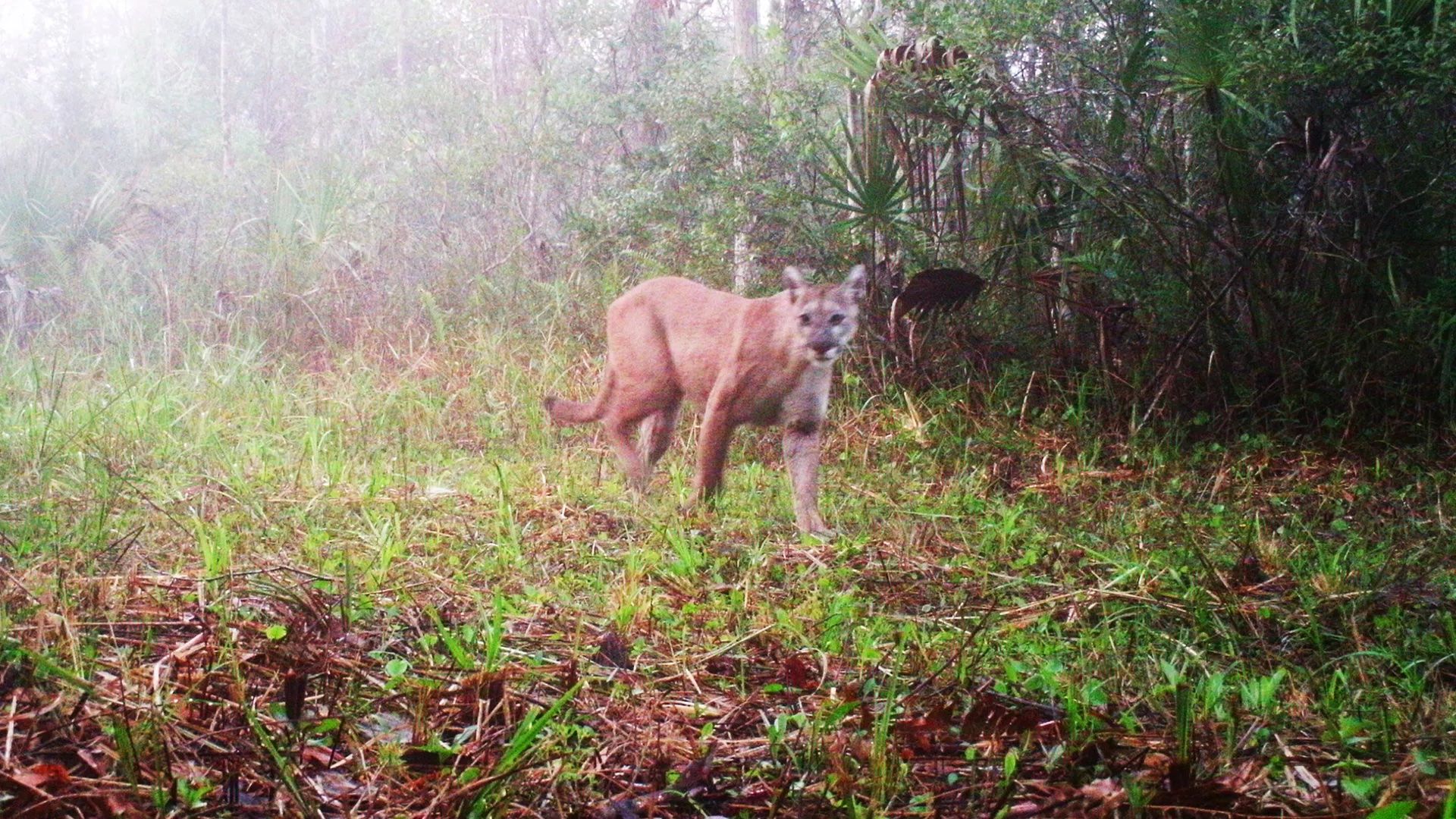 A panther in South Florida captured by wildlife cameras.