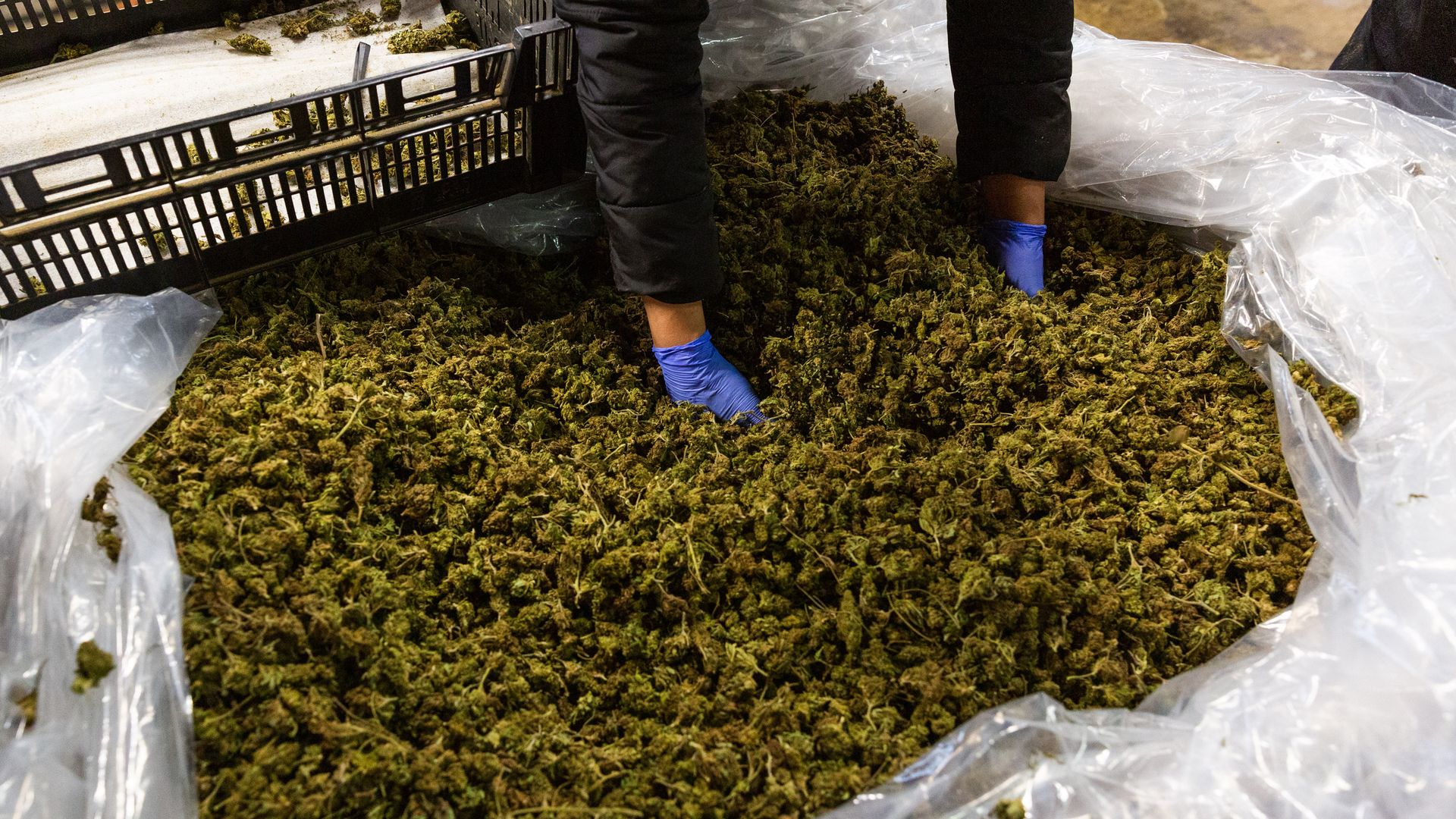 A worker gathers hemp flowers for processing at a farm in Milton, New York