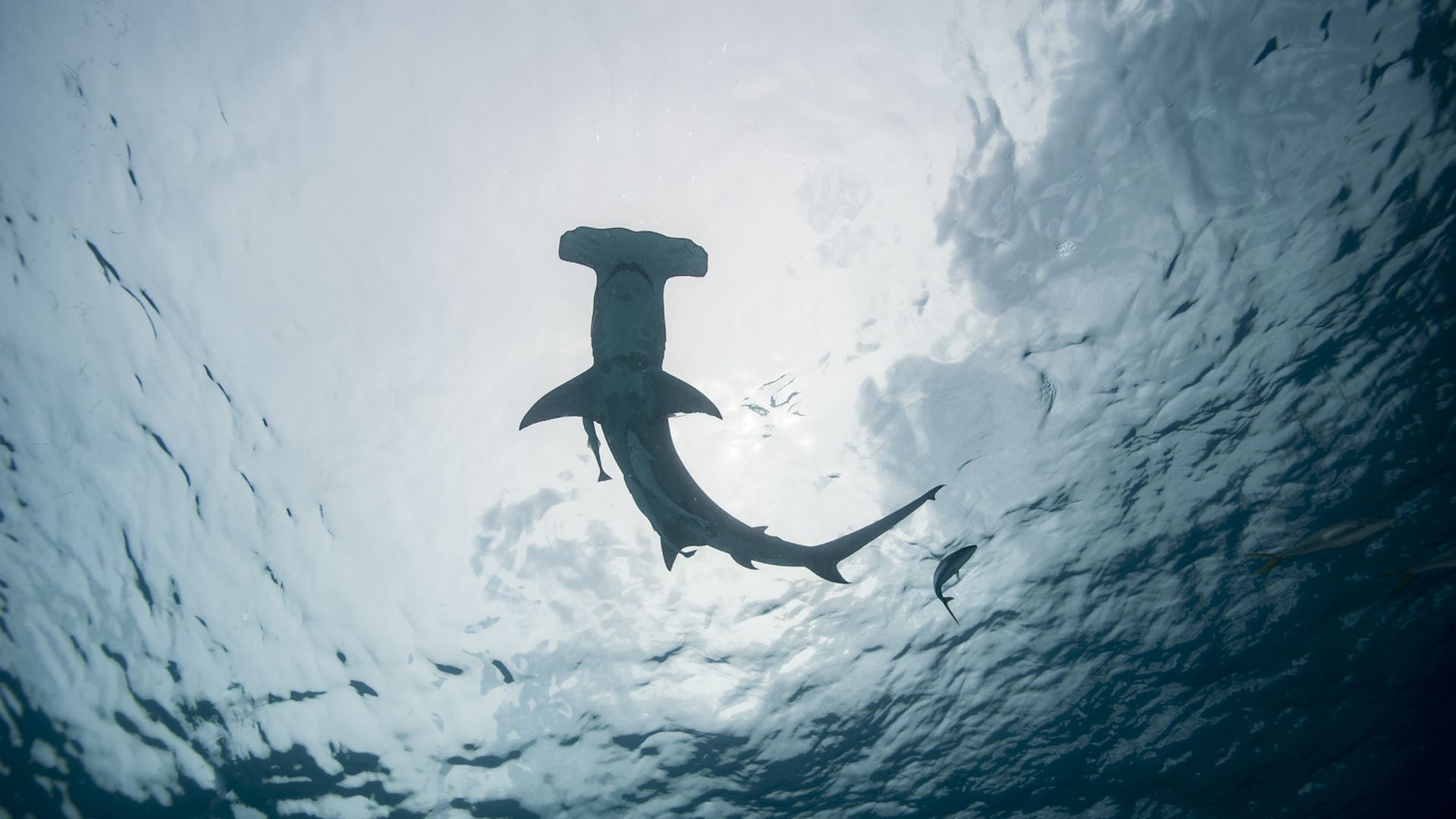 More Florida shark sightings a good thing, expert says Axios Tampa Bay