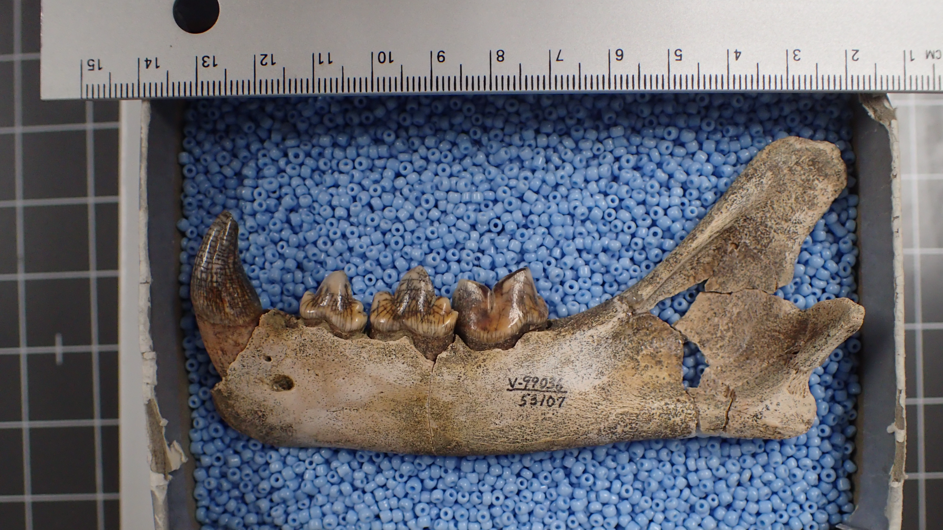 A photo of animal teeth.