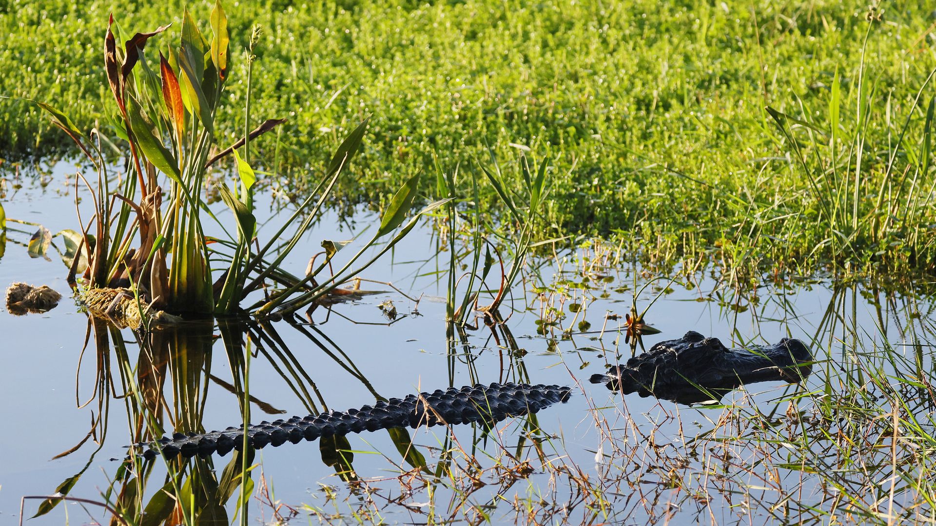 An alligator in a lake with its head and back exposed.