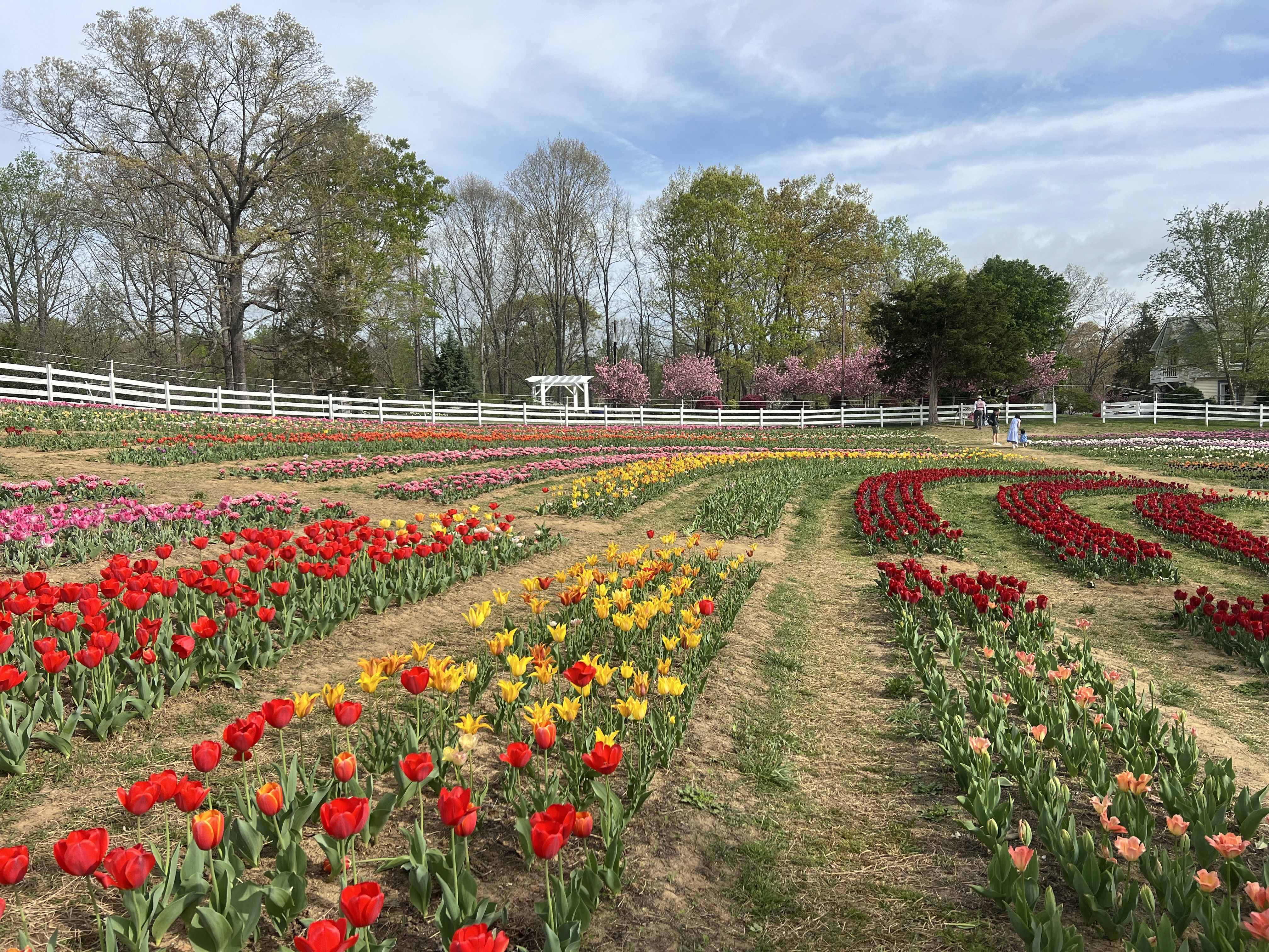 Tulips