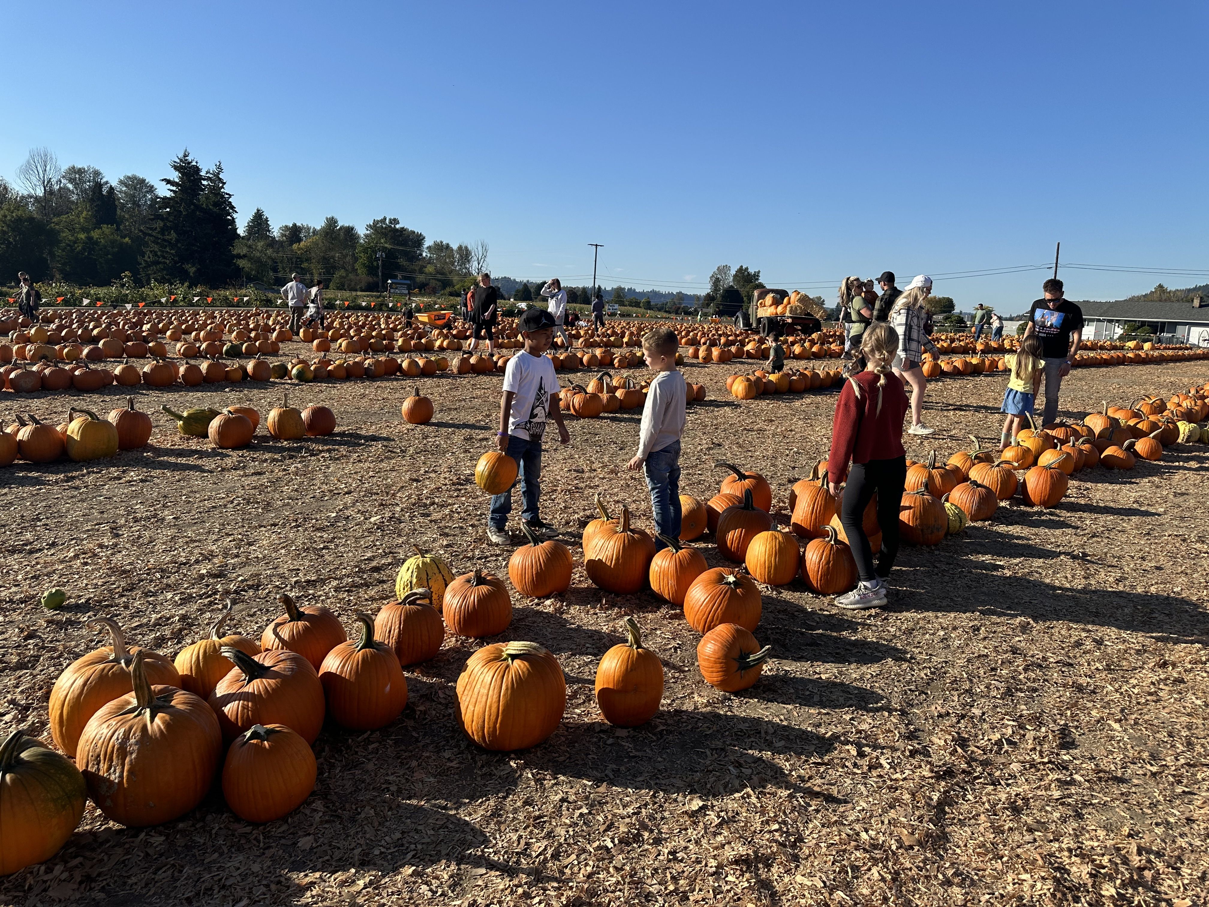 People stand amid rows of pumpkins on a sunny day, with some carrying pumpkins and others looking around.