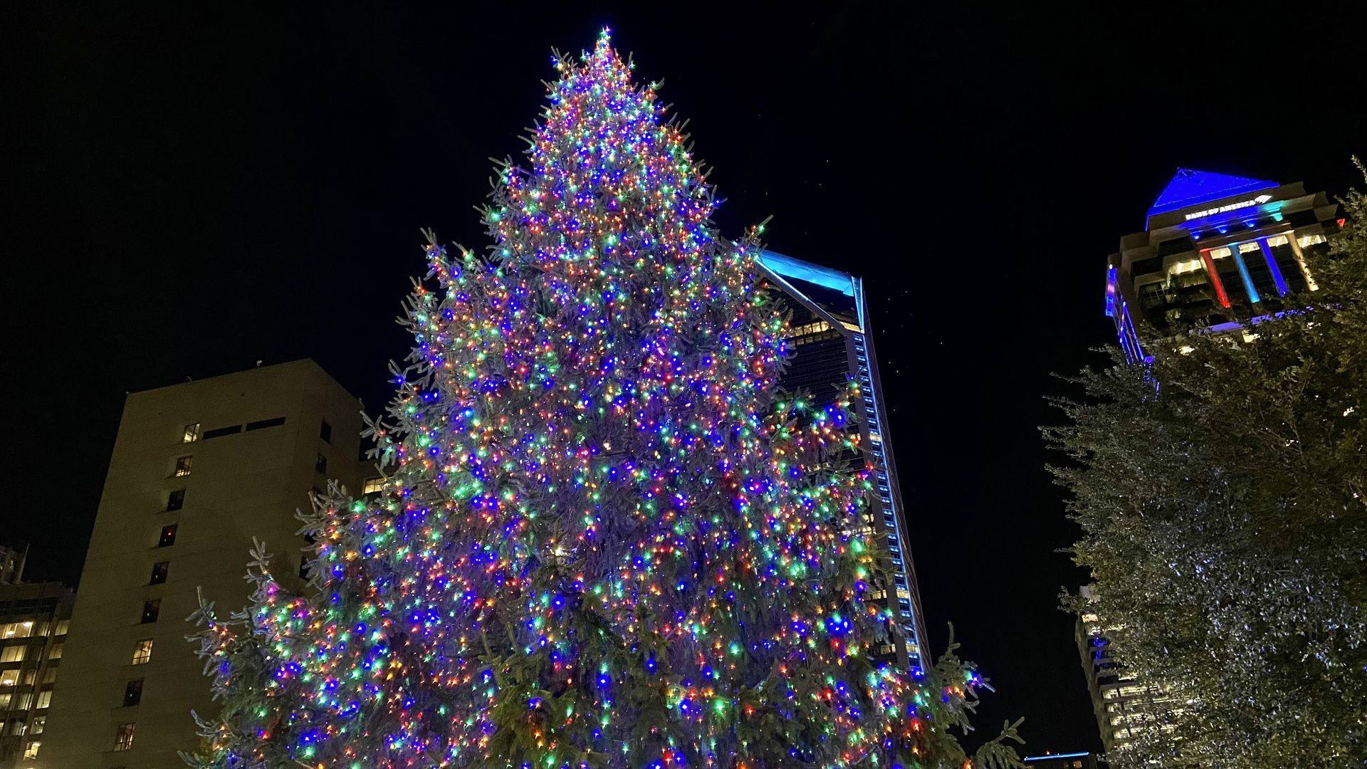 The tree lighting festival at Bank of America Stadium is Tuesday, Nov. 26, from 6-8pm. Photo: Ashley Mahoney/Axios