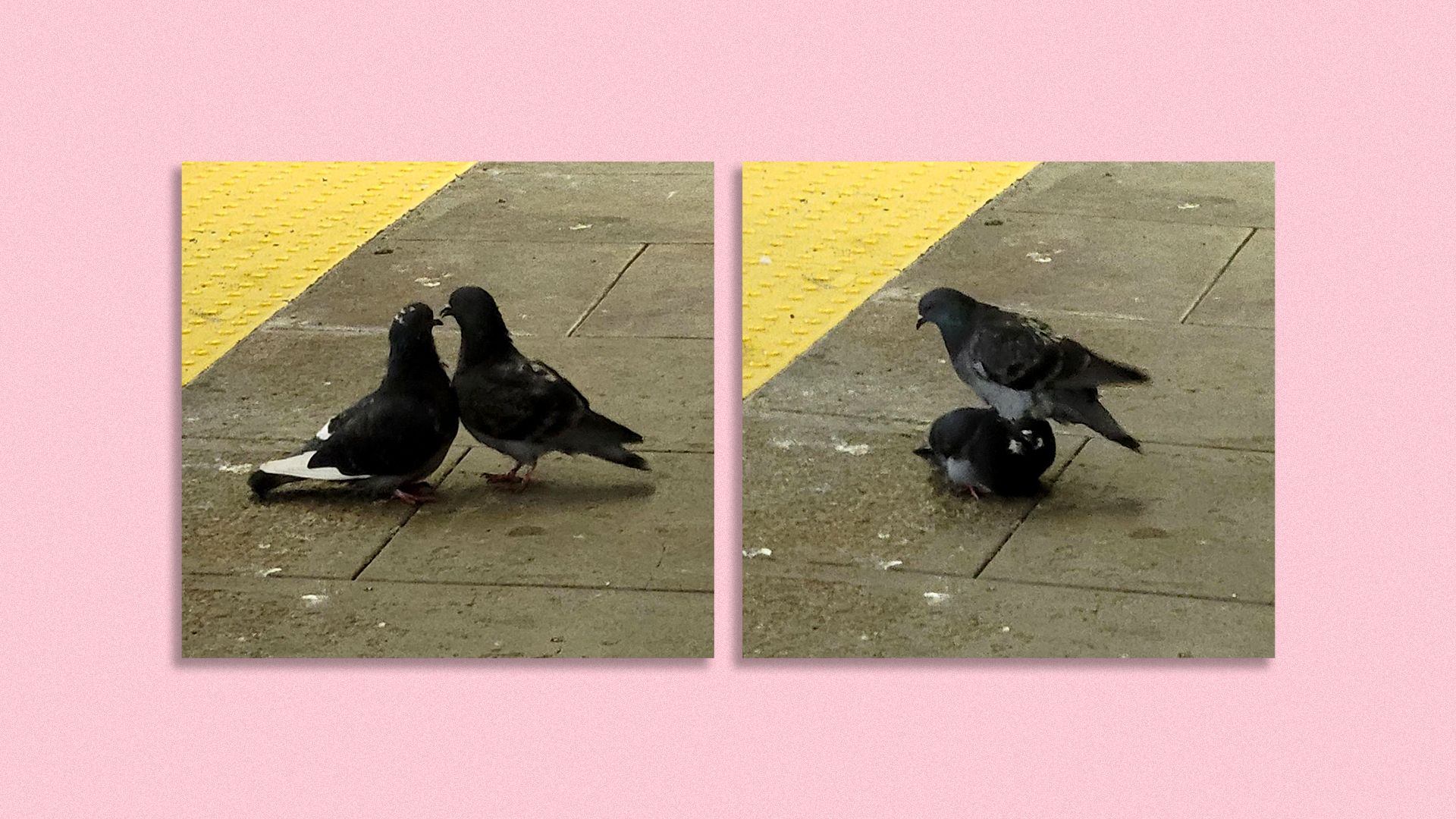 A close up of two birds touching beaks on the platform at Davis Square T Station. Possibly the most action anyone has gotten there.