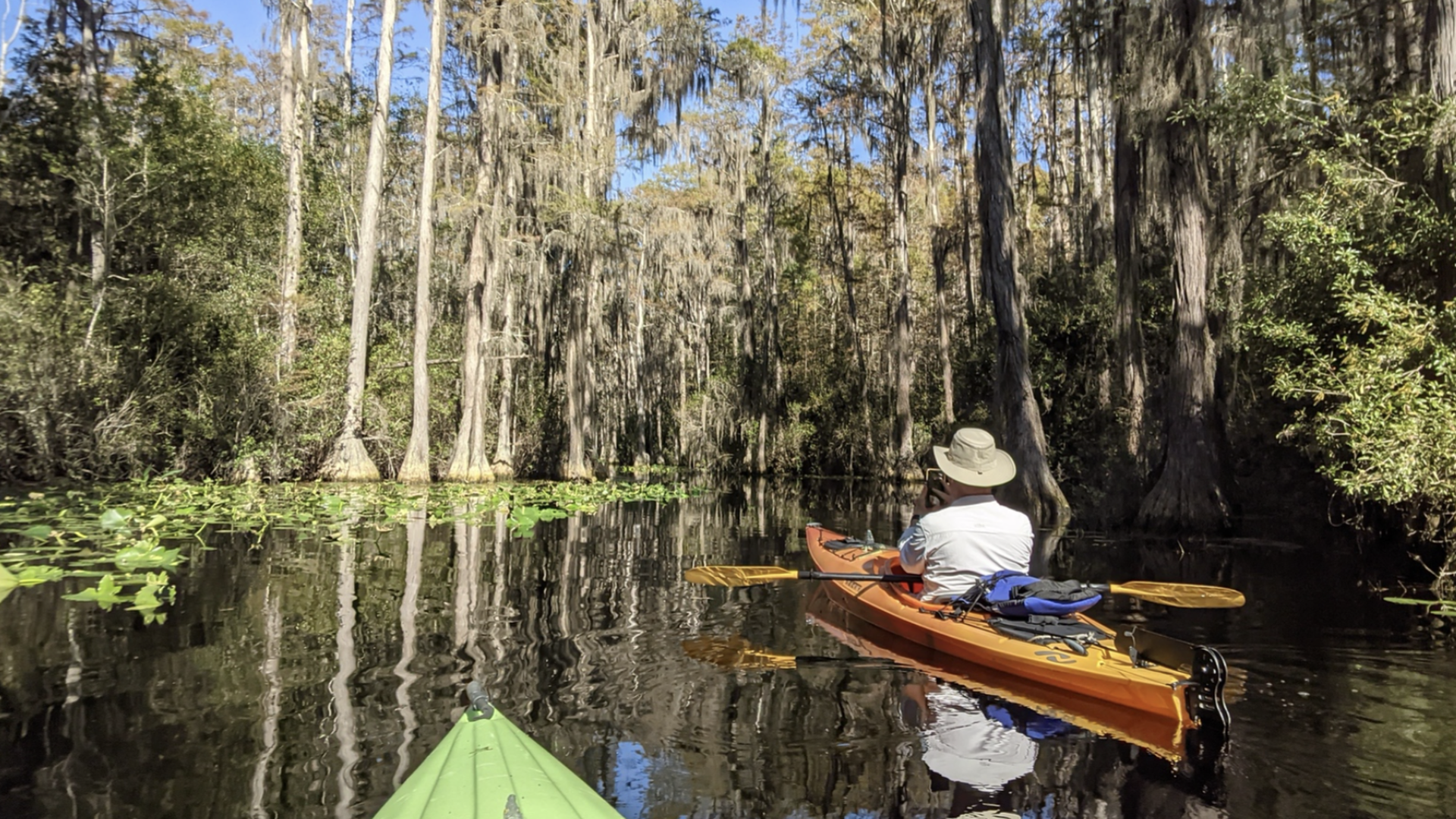 Two individuals in green and orange kayaks paddle along a water trail in a swamp with large bald cypress trees