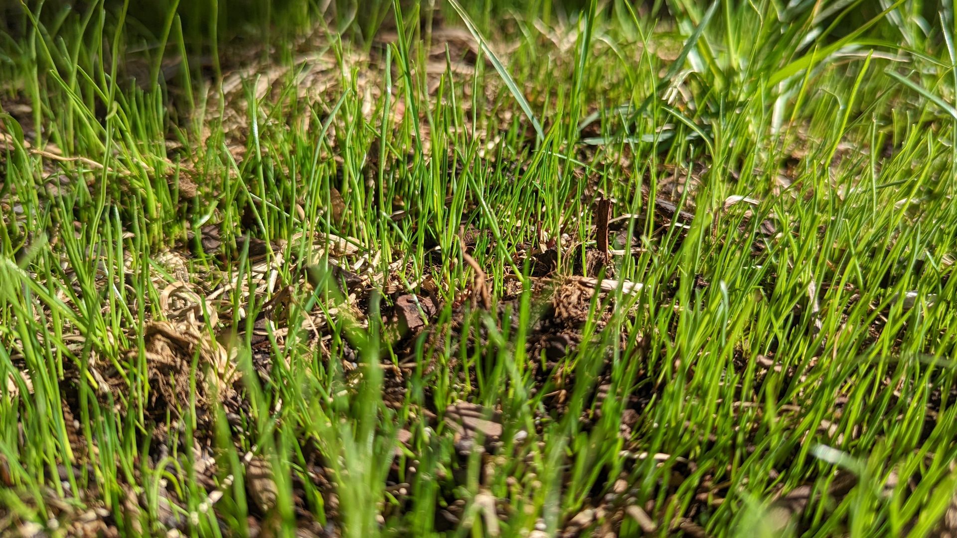 Young grass grows from Salt Lake City's Turf Trade seed mix. Photo: Erin Alberty/Axios