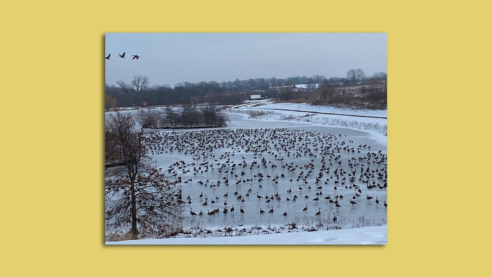 Geese last winter at Three Lakes Estes neighborhood on Des Moines' south side.