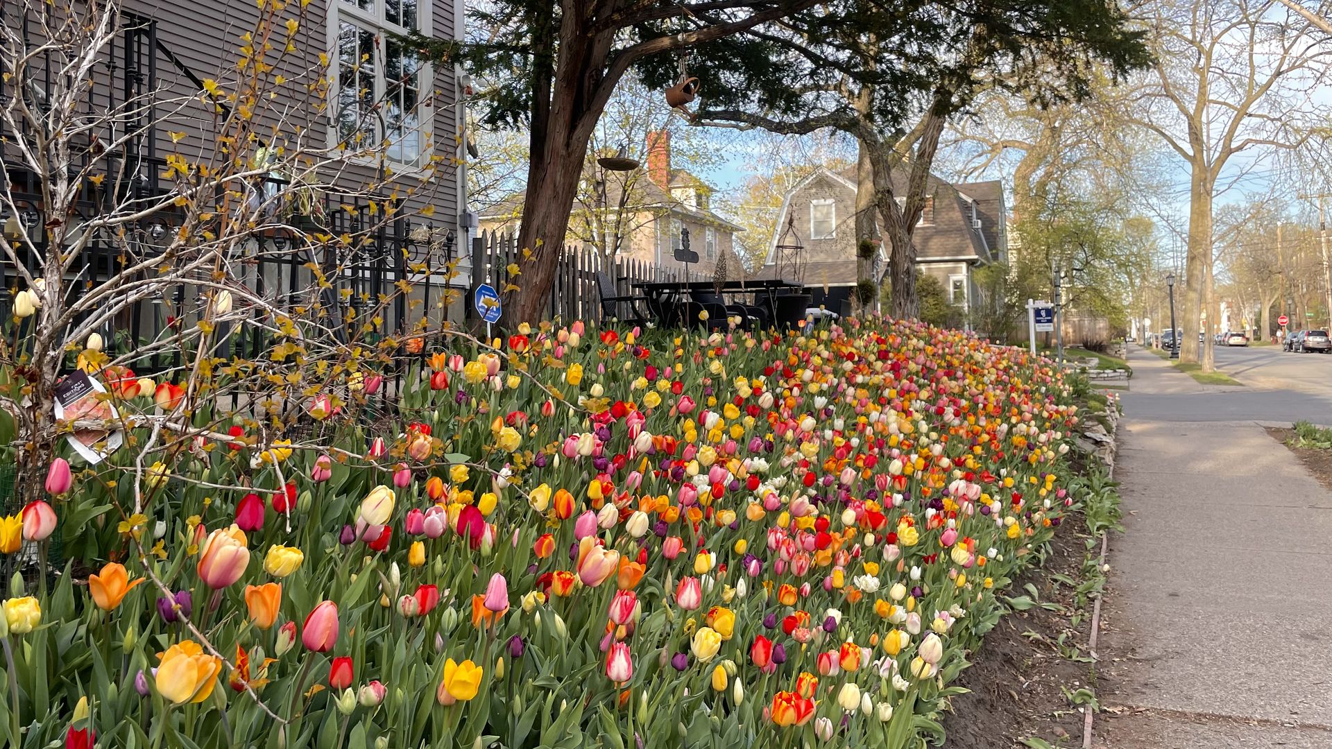 A Parade of Bright Flowers in a City With a Dark Past