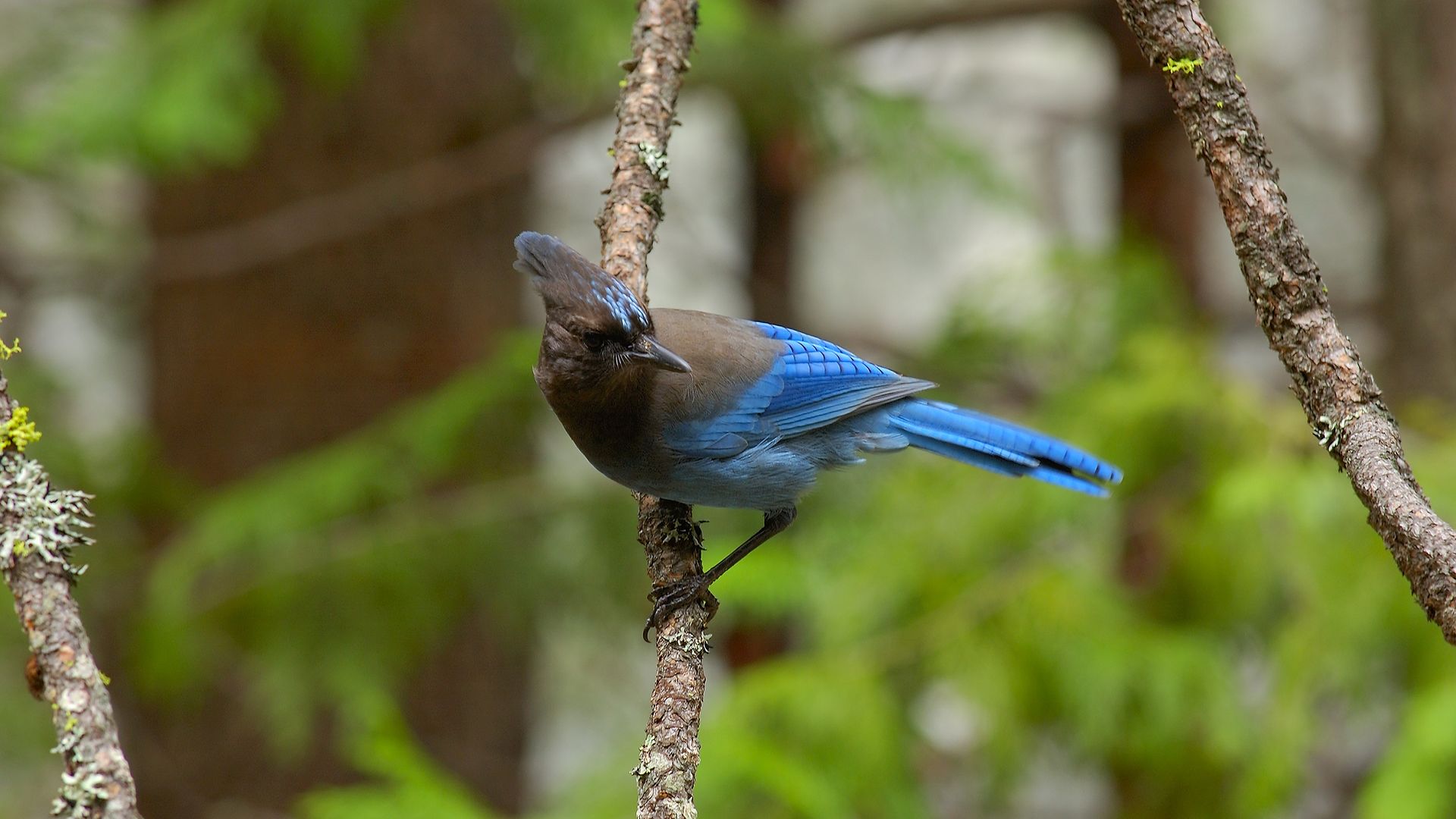 A blue crested Steller's jay on a lichen-covered branch