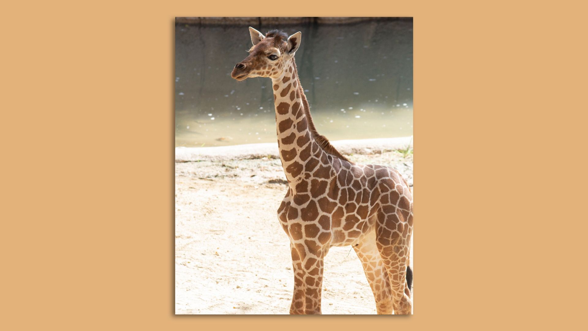A baby giraffe standing in front of some water.