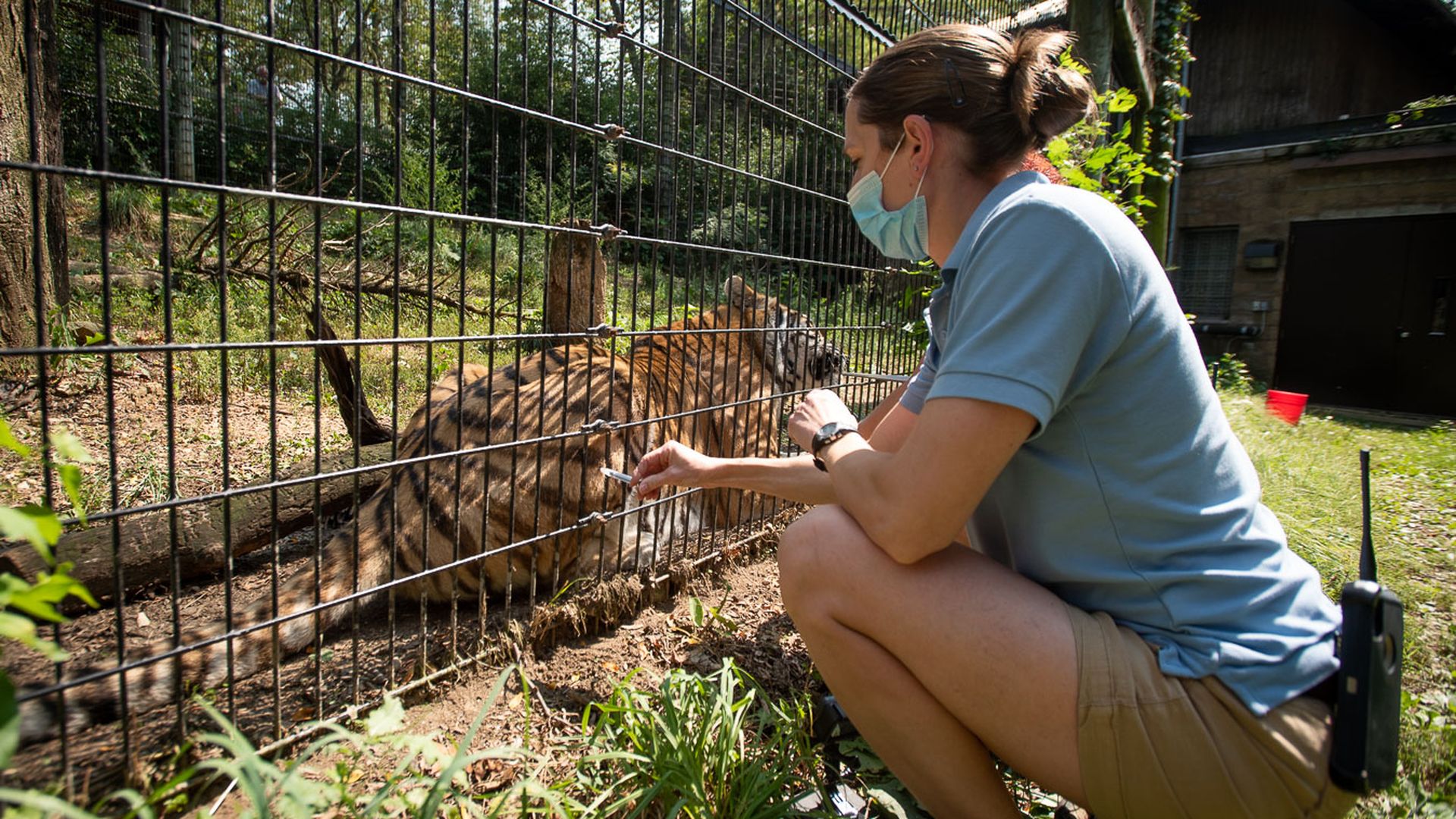 A Columbus Zoo employee administers a COVID vaccine to a tiger that is sitting against an exhibit fence between them