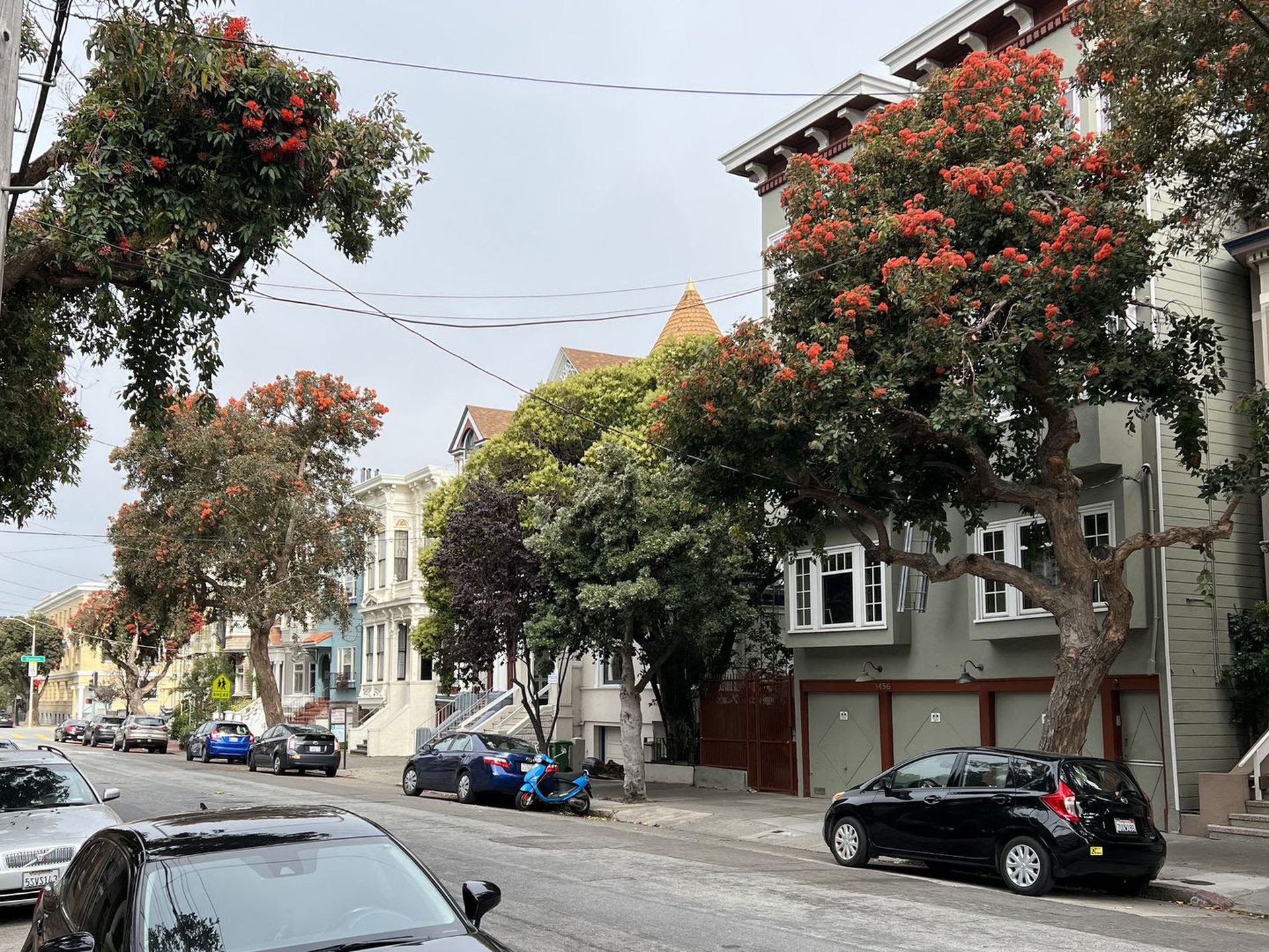 Red Flowering Gums in Bloom — San Francisco Trees