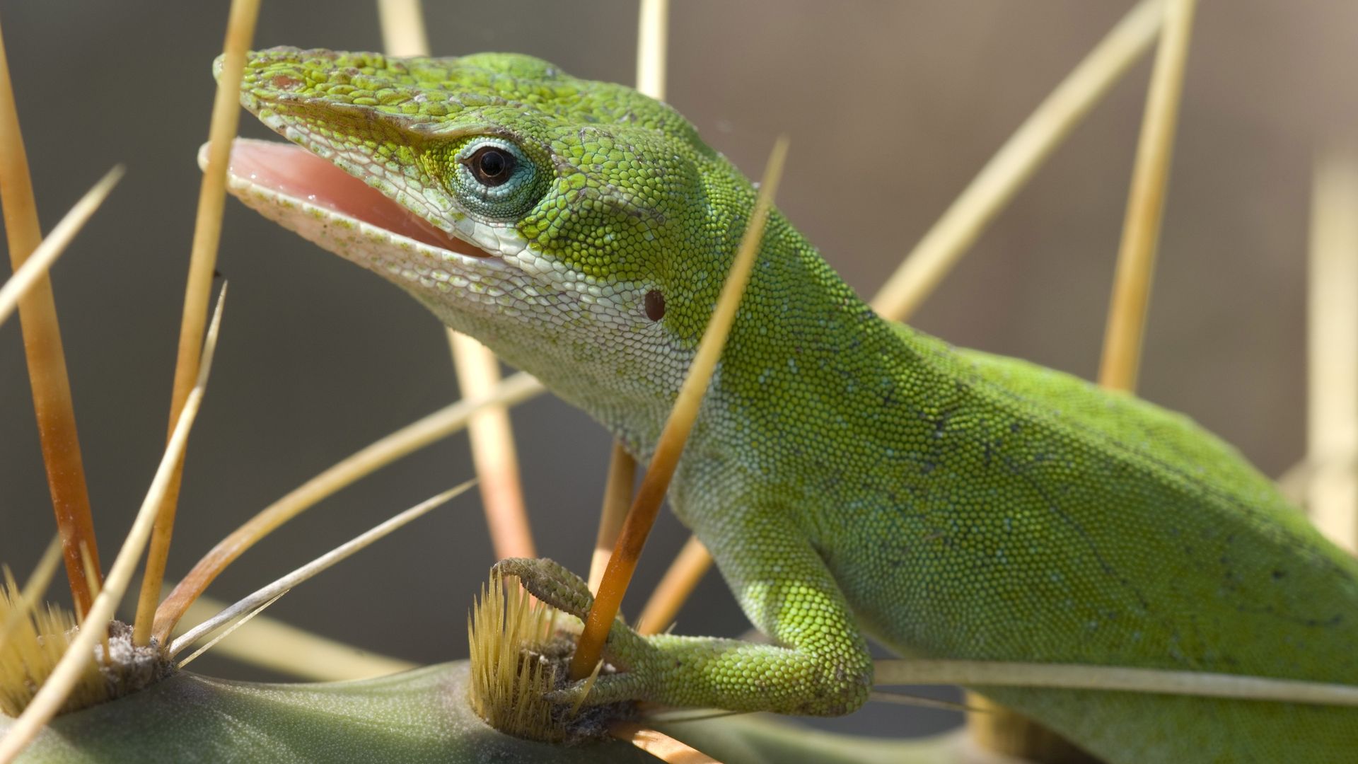 Photo shows a green lizard.