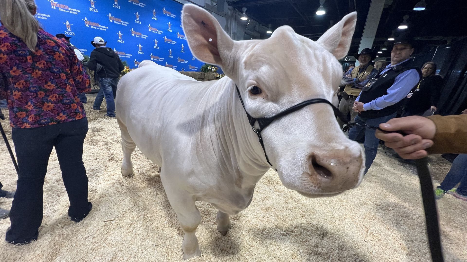 Wide-angle photo of King the steer 