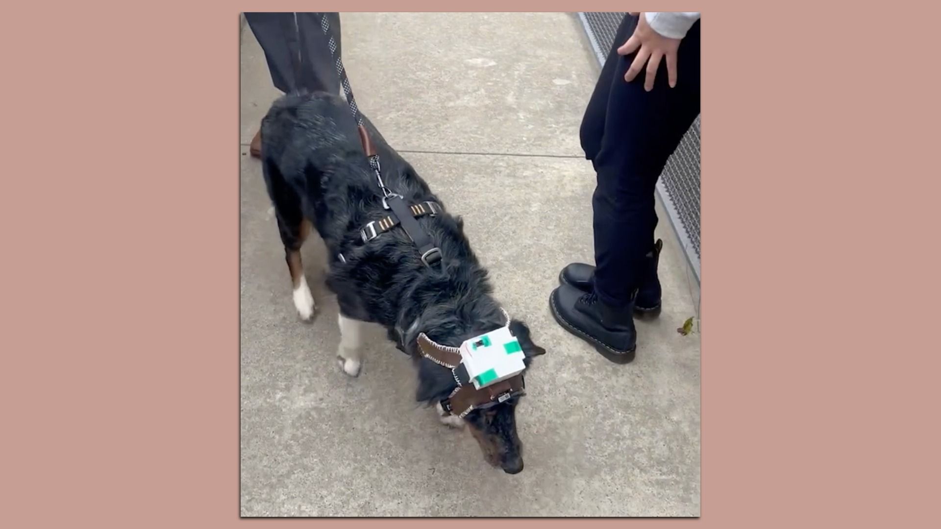 Kunde, a local dog who lost his vision to glaucoma, wears an experimental body suit that helps him encounter the world