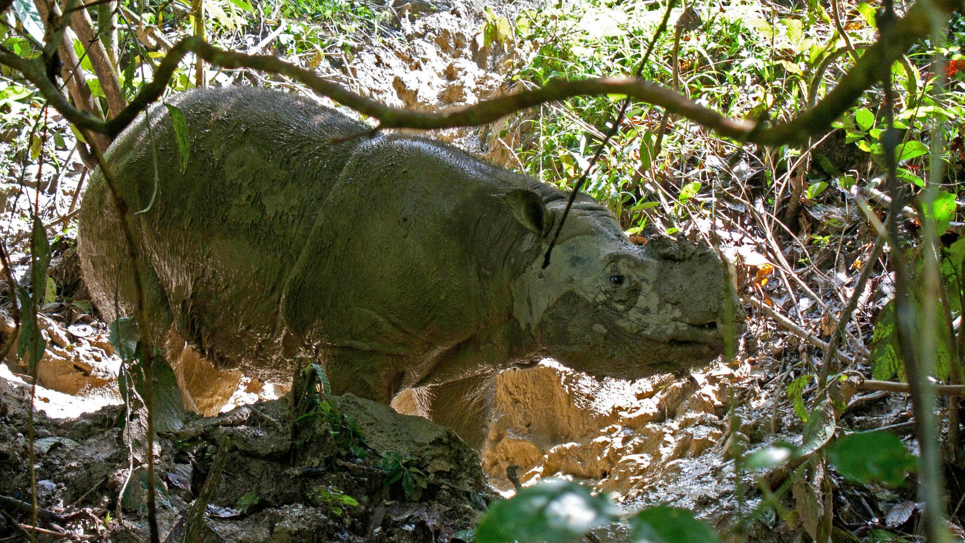 A Sumatran rhinoceros stands in the rhinocerous protection station Tabin in the jungle of Borneo near Lahad Datu, Malaysia, 29 October 2013.