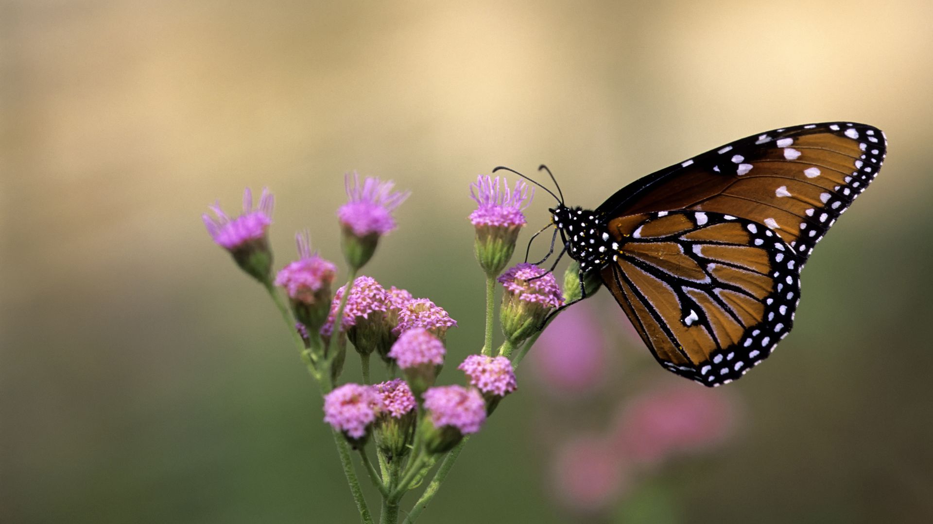 A photo of a butterfly on a purple flower 