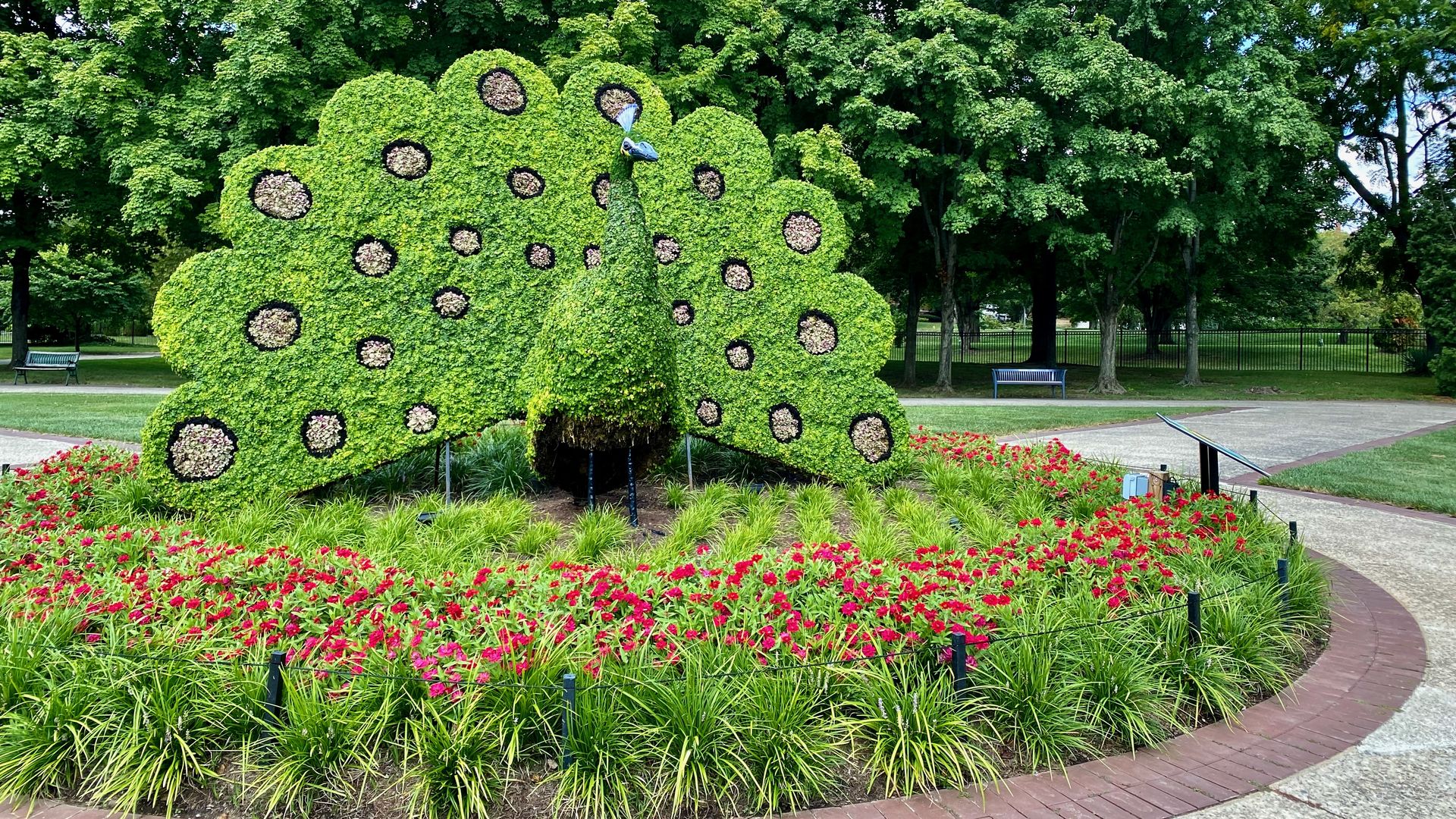 A peacock topiary
