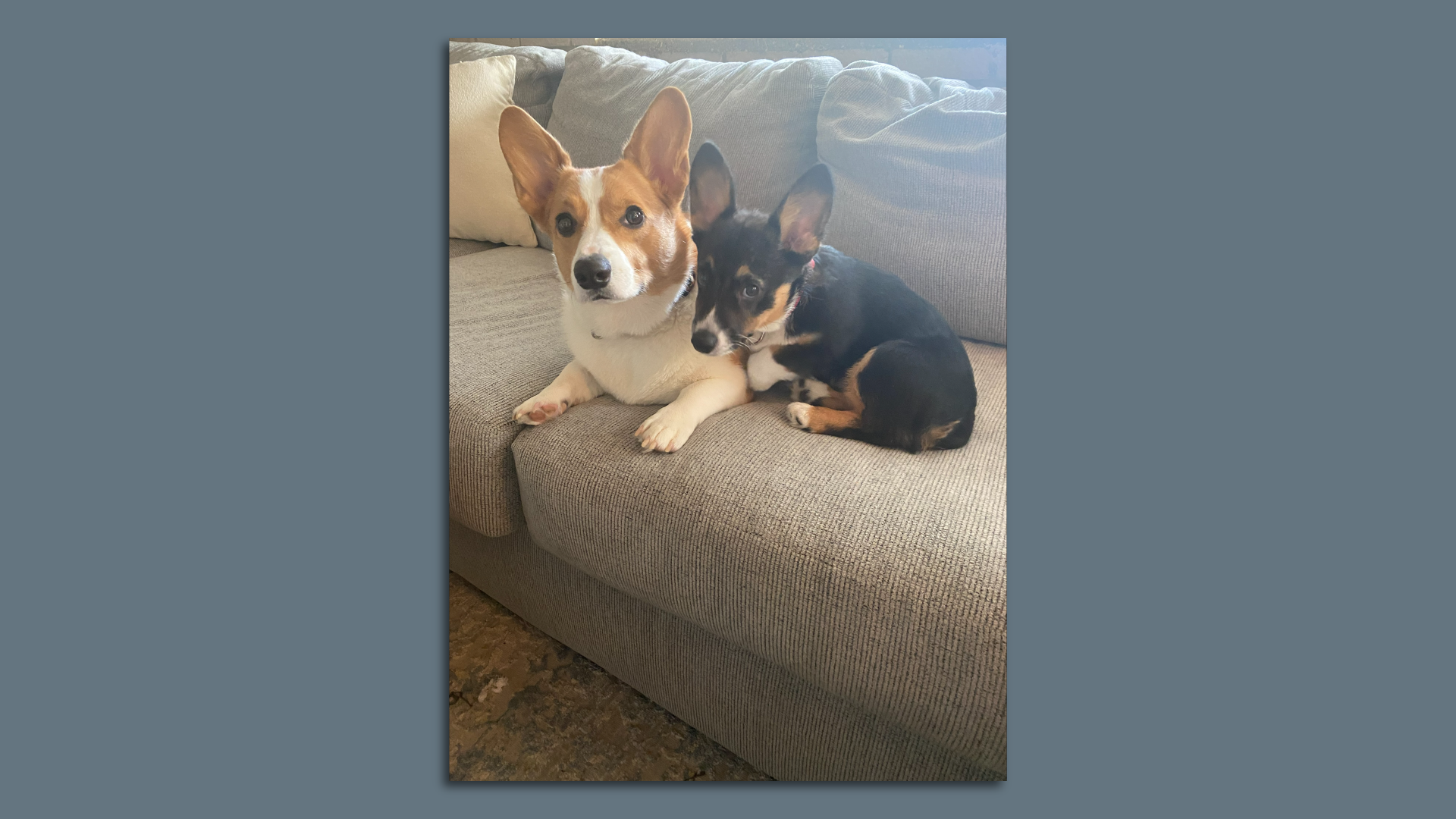 Two dogs cuddling on a couch