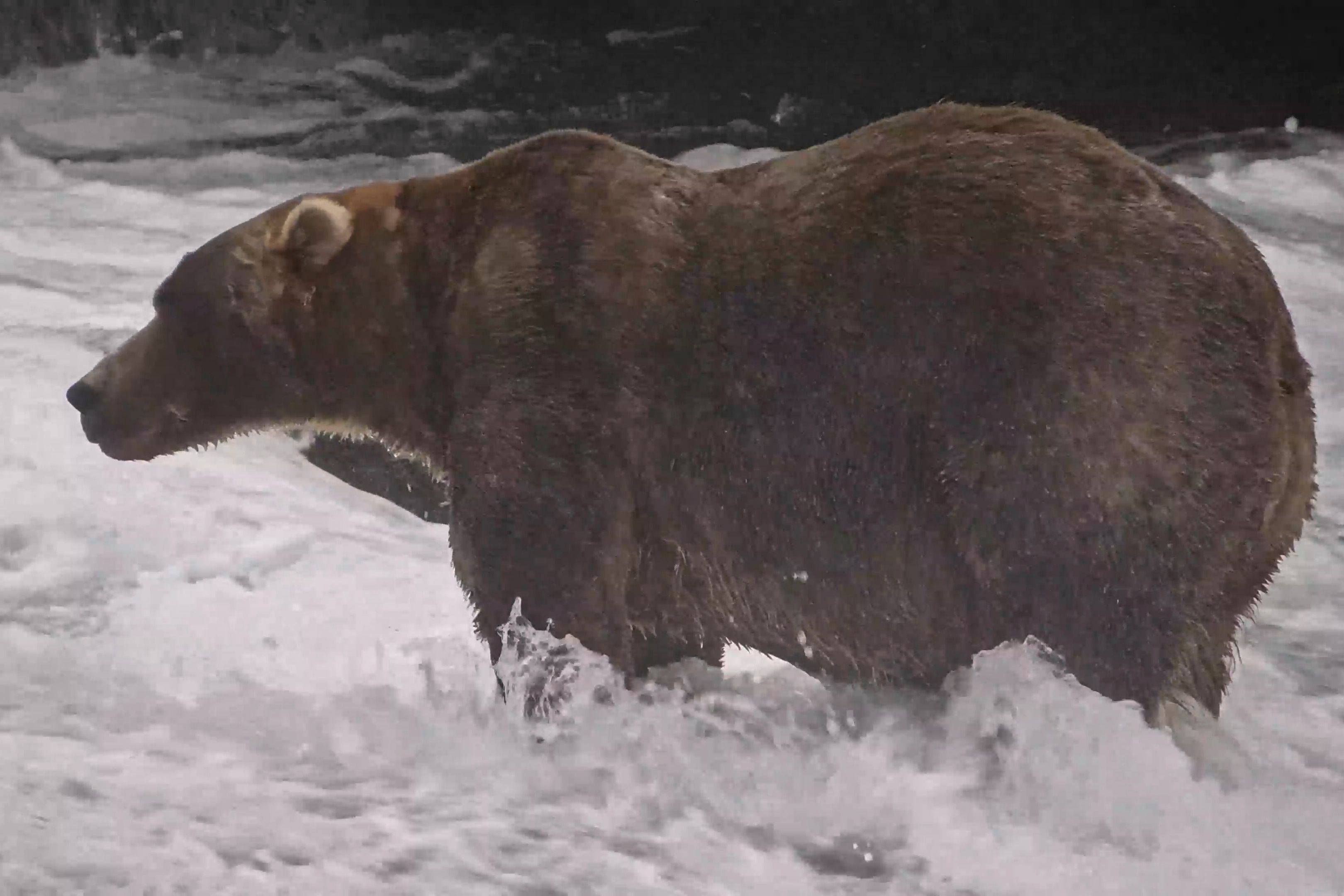 a brown bear known as "Backpack," officially named Bear 89, wading through Brooks River on Sept. 8, 2026, in the Katmai National Park and Preserve in Alaska. (explore.org via AP)