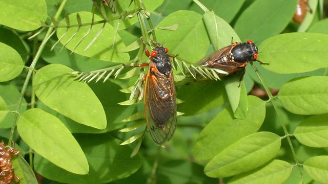 Brace for Brood X cicadas