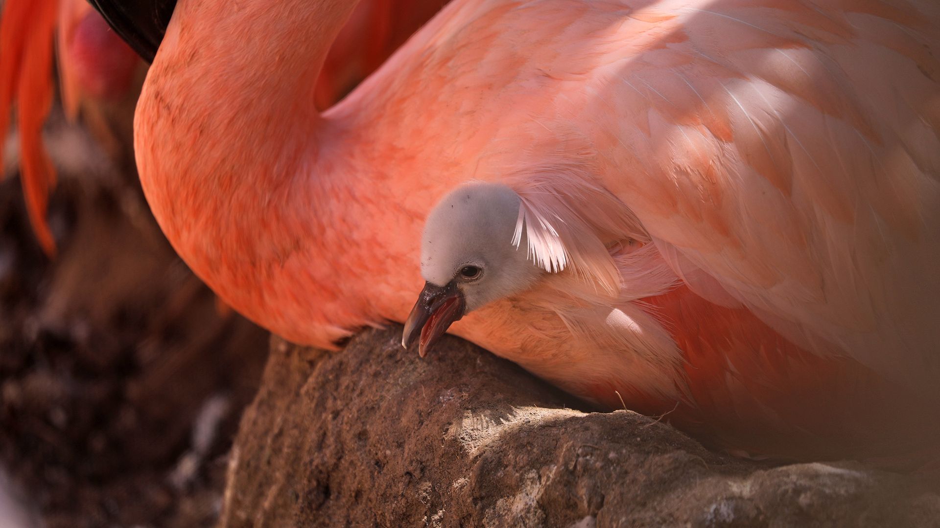 A Chilean flamingo baby peeks out from beneath her mother at the SF Zoo. Photo: Courtesy SF Zoo