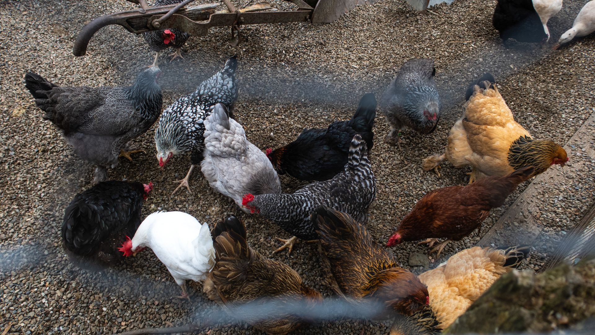 Chickens are seen roaming around their coop at the Little Farm area of the Tilden Nature Area on March 16, 2025, in Berkeley, California.