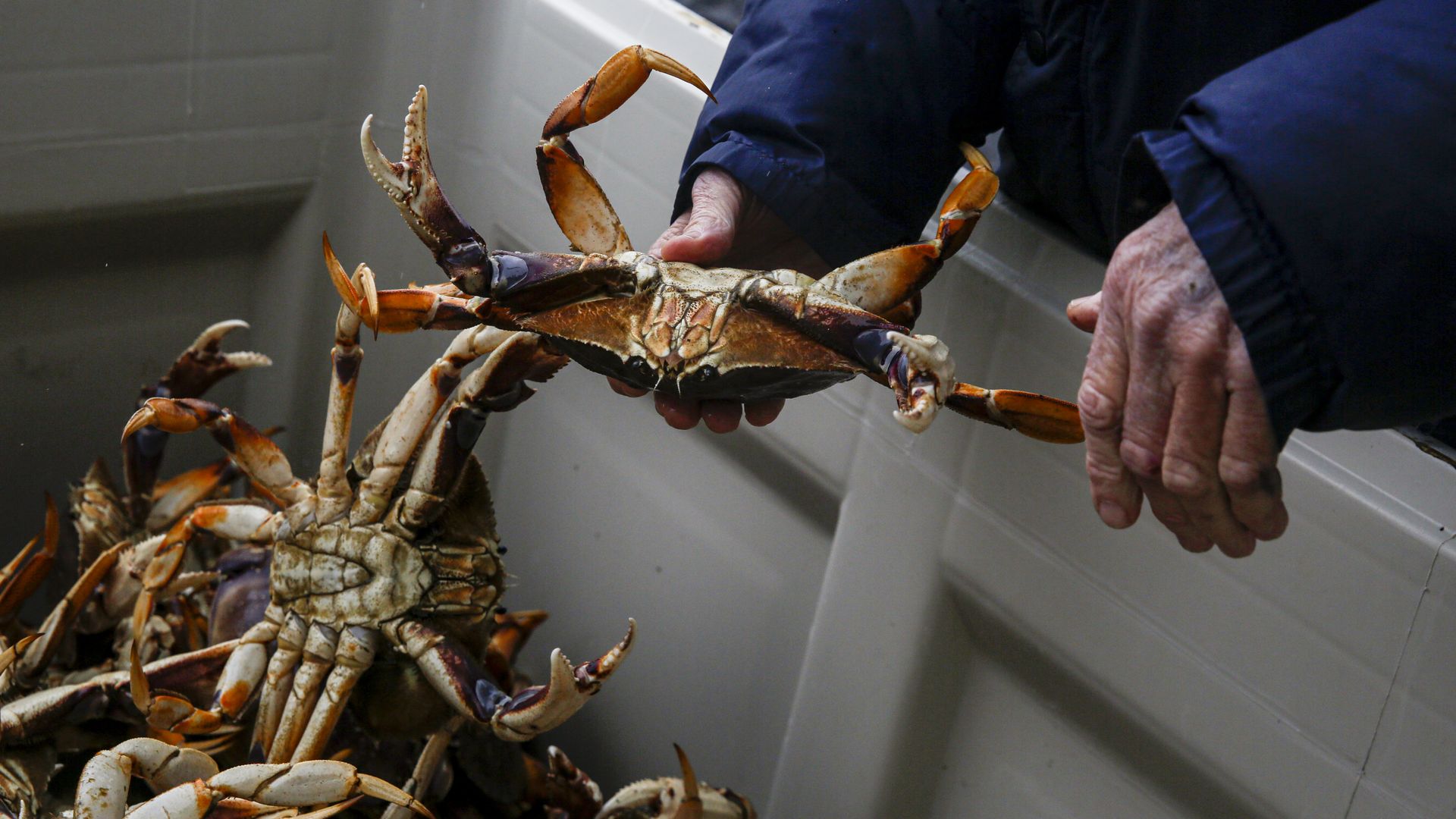 Close-up of a person in a blue jacket holding a live orange and brown crab above a container filled with more crabs.