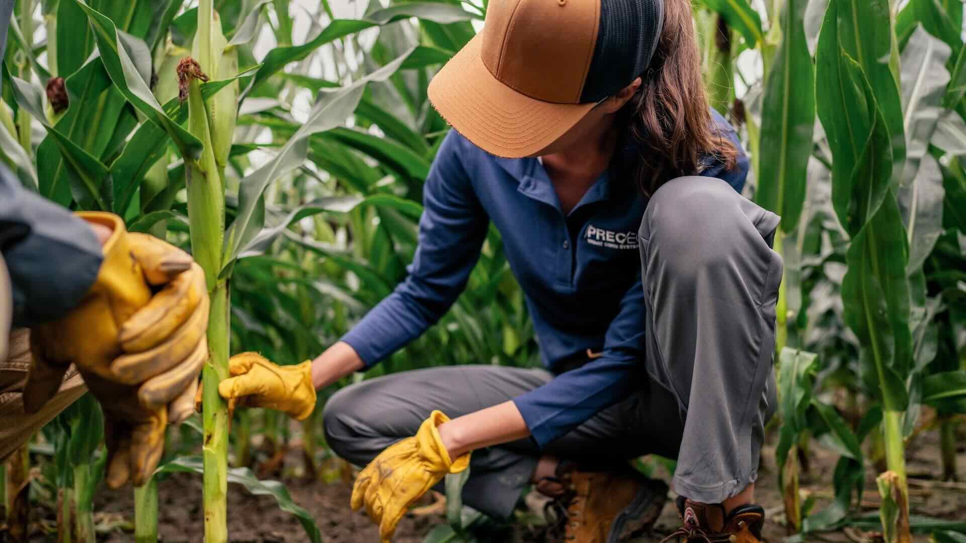 A woman tending to corn in a field.