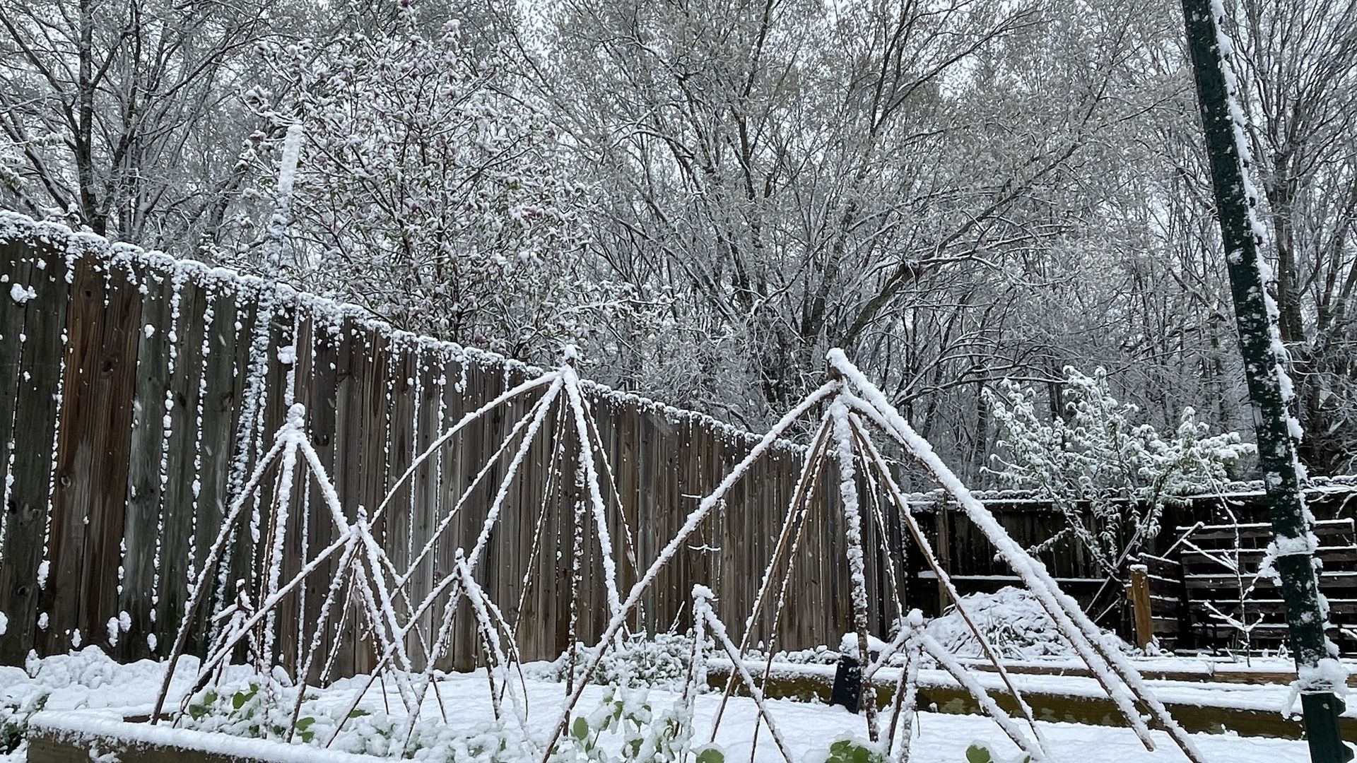 Snowy backyard garden with a wooden fence and a triangular trellis frame over a raised bed; green plants peek through the snow, bare trees in the background.