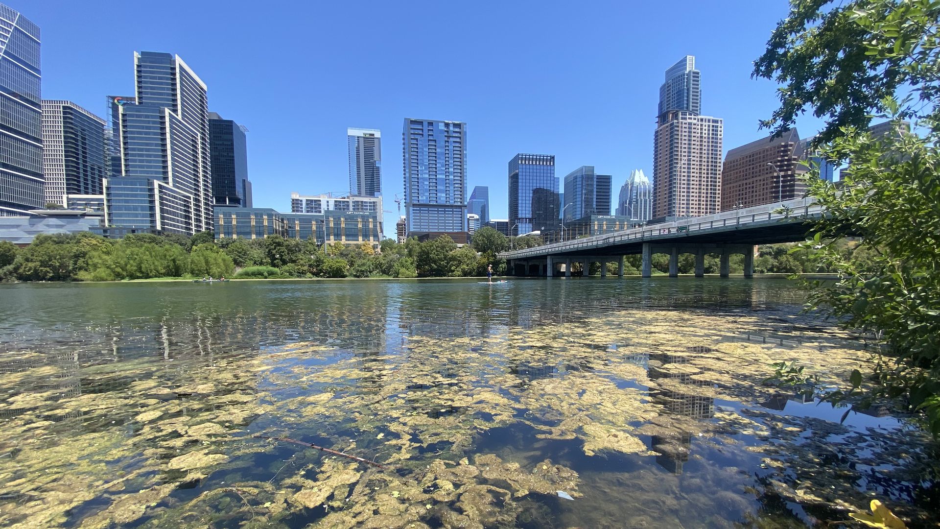A photo of algae in Lady Bird Lake with the skyline in the background.