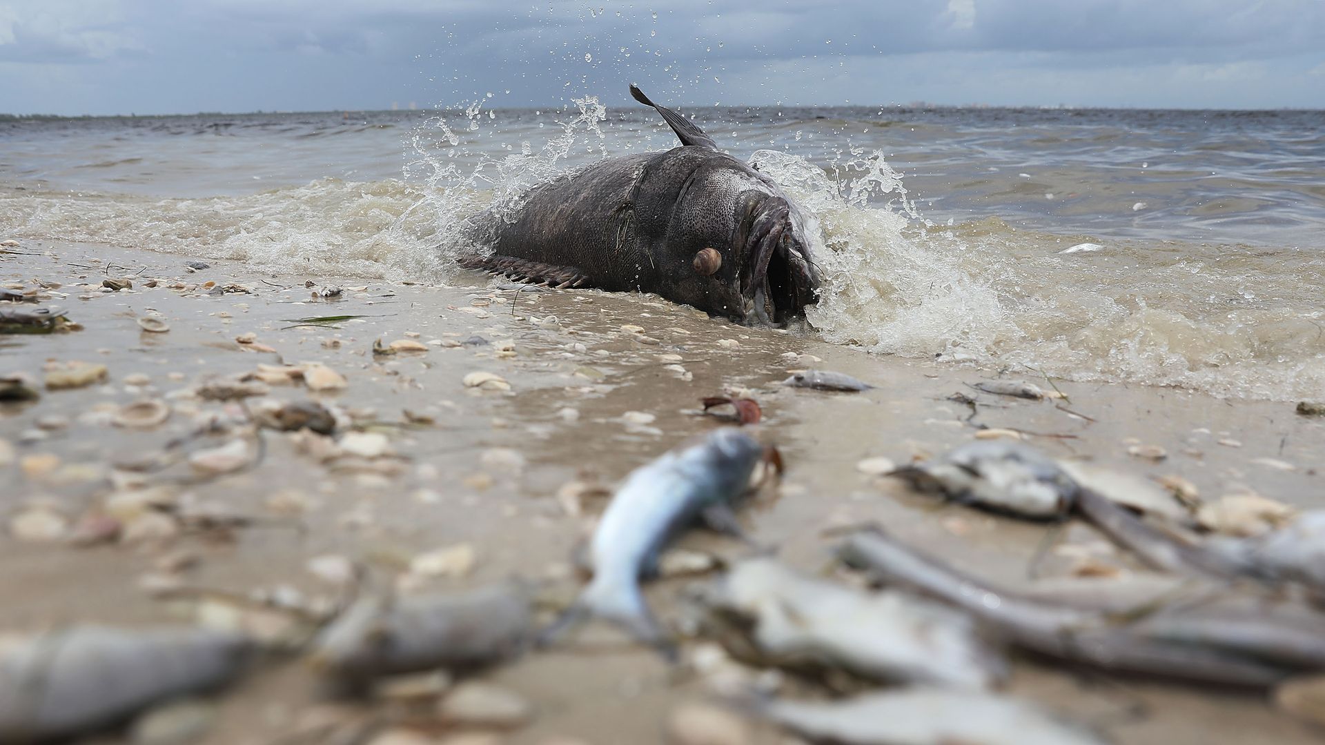 Red Tide Chart Naples Fl