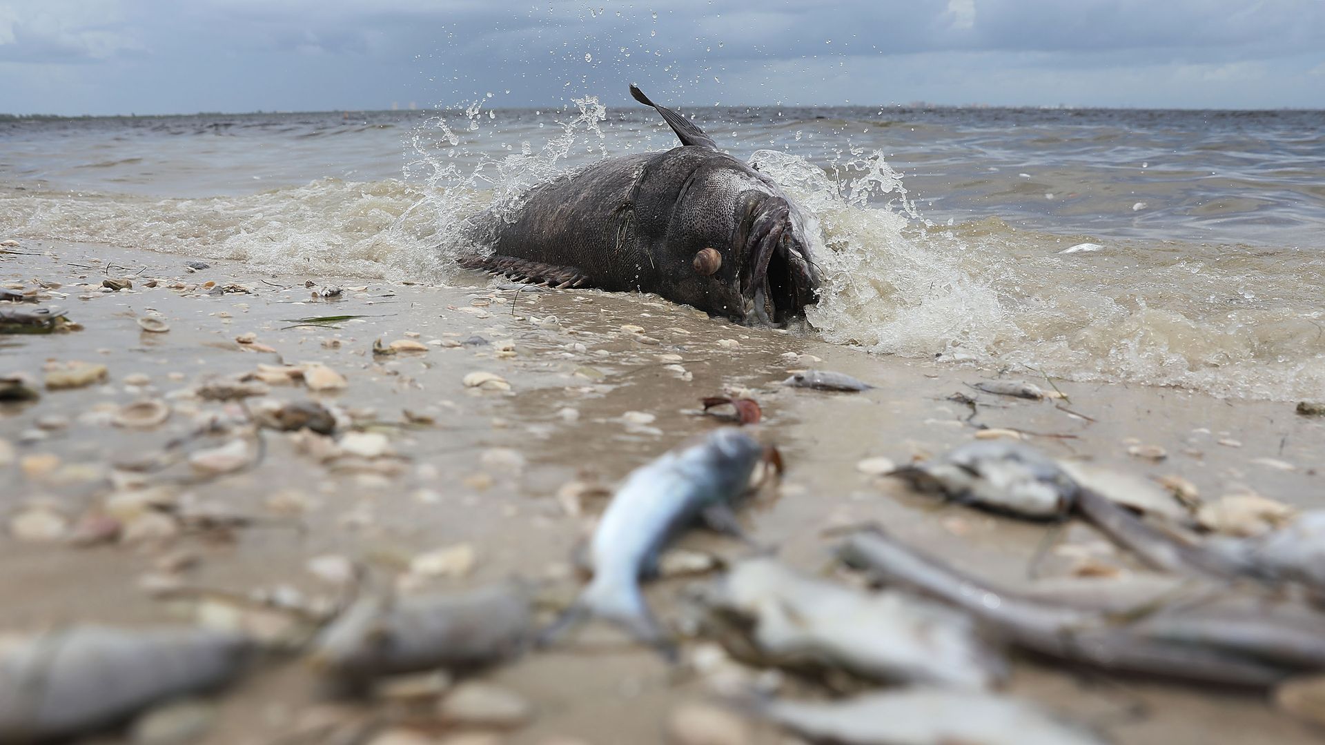 A Goliath grouper and other fish are seen washed ashore the Sanibel causeway after dying in a red tide on August 1, 2018 in Sanibel, Florida.