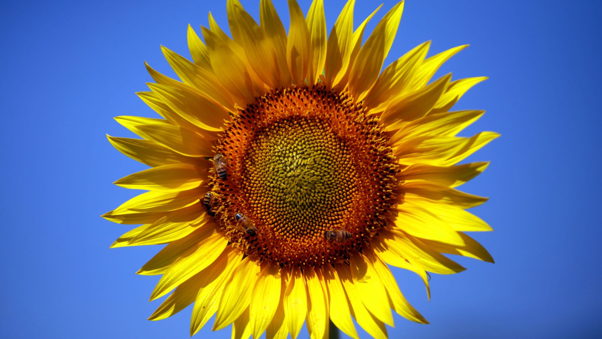 Sunflower