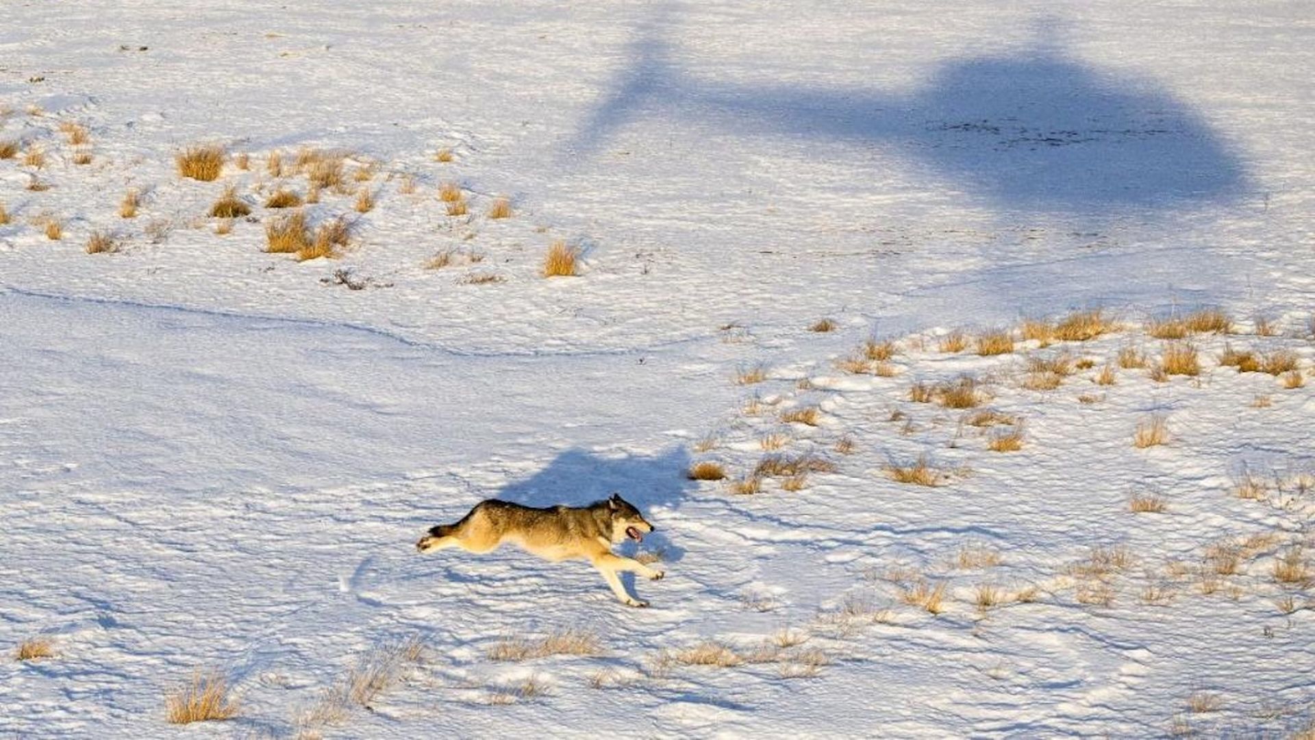 A wolf runs across a snow-covered field in British Columbia as a helicopter flies overhead during capture operations in January 2025. (Colorado Parks and Wildlife)