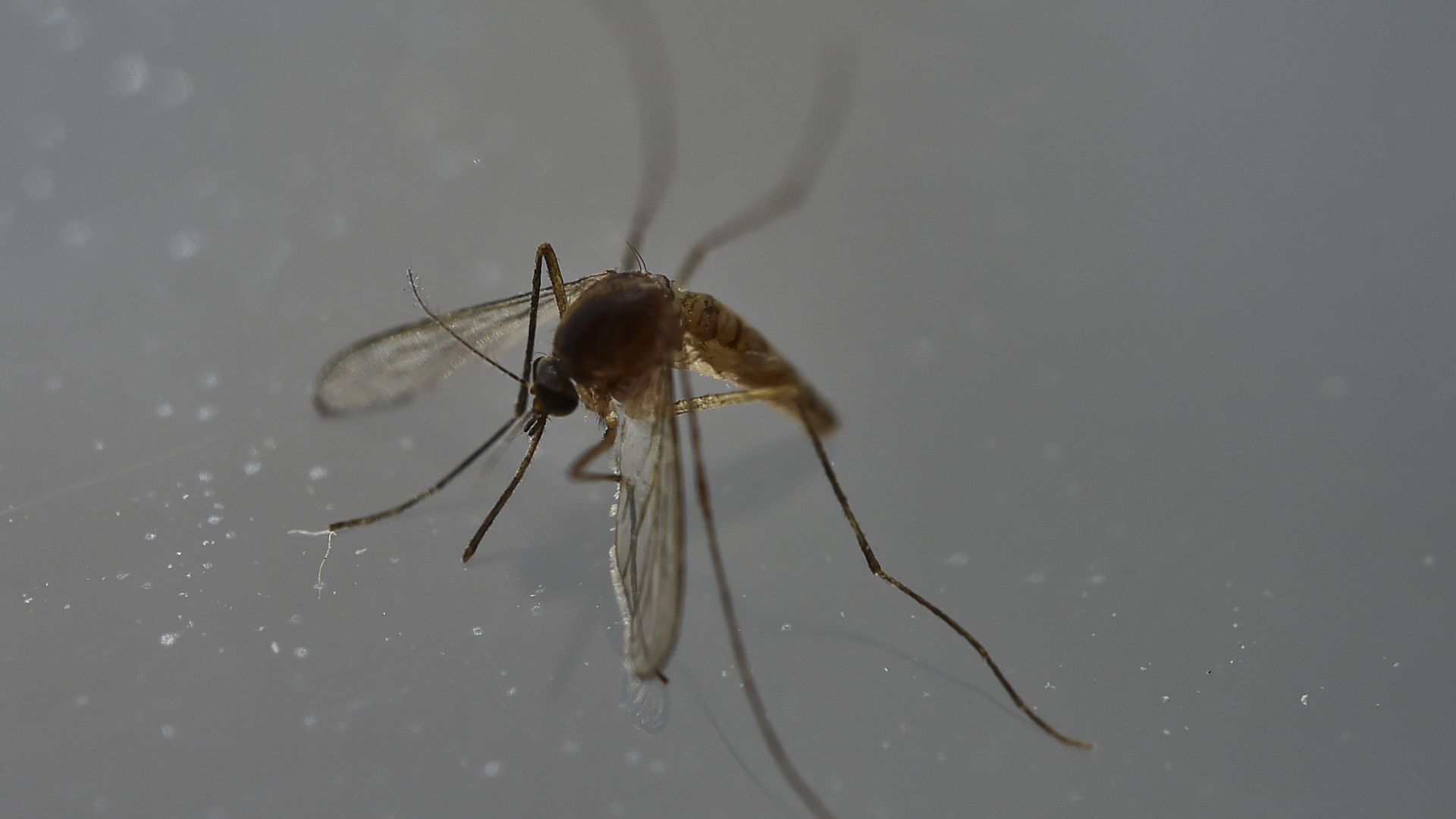 A close-up of a mosquito