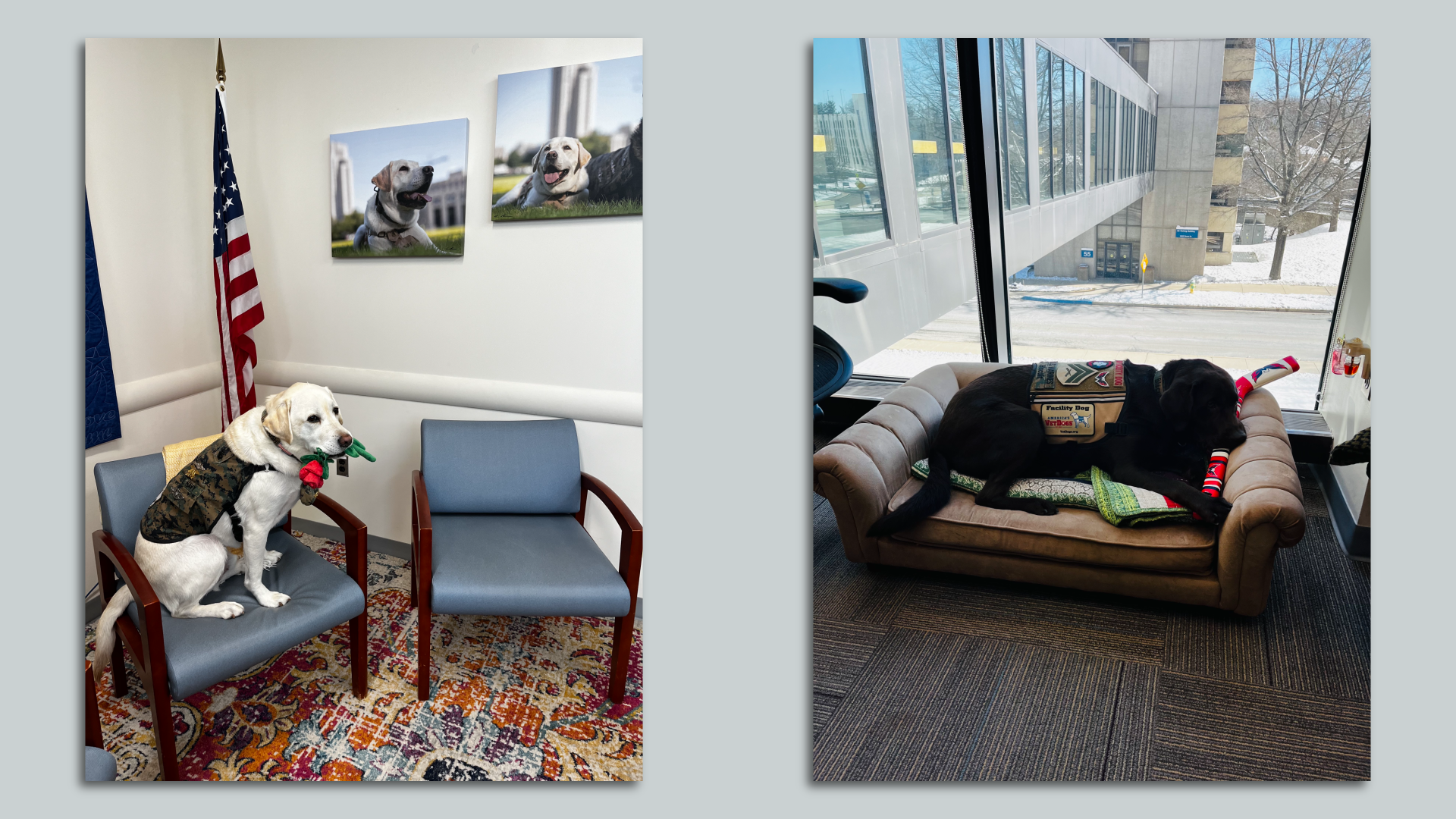 Sully H.W. Bush (left) and Biscuit "the Caps Pup" with his hockey stick. Photo: Anna Spiegel