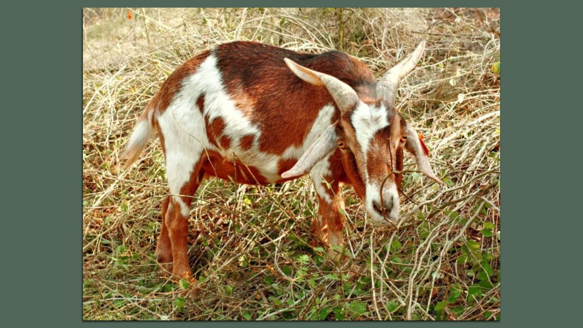 Brown and white goat with curved horns standing and eating dry grass and green plants in a natural outdoor setting.