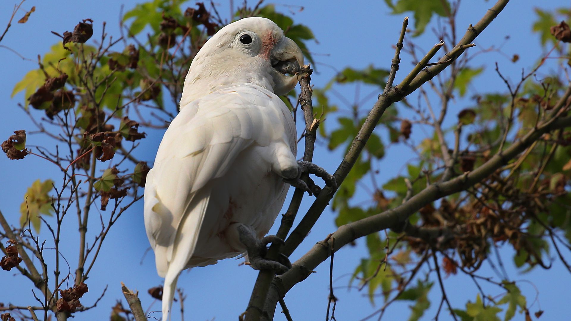 Fugitive Cockatoo In Brookline, Mass.