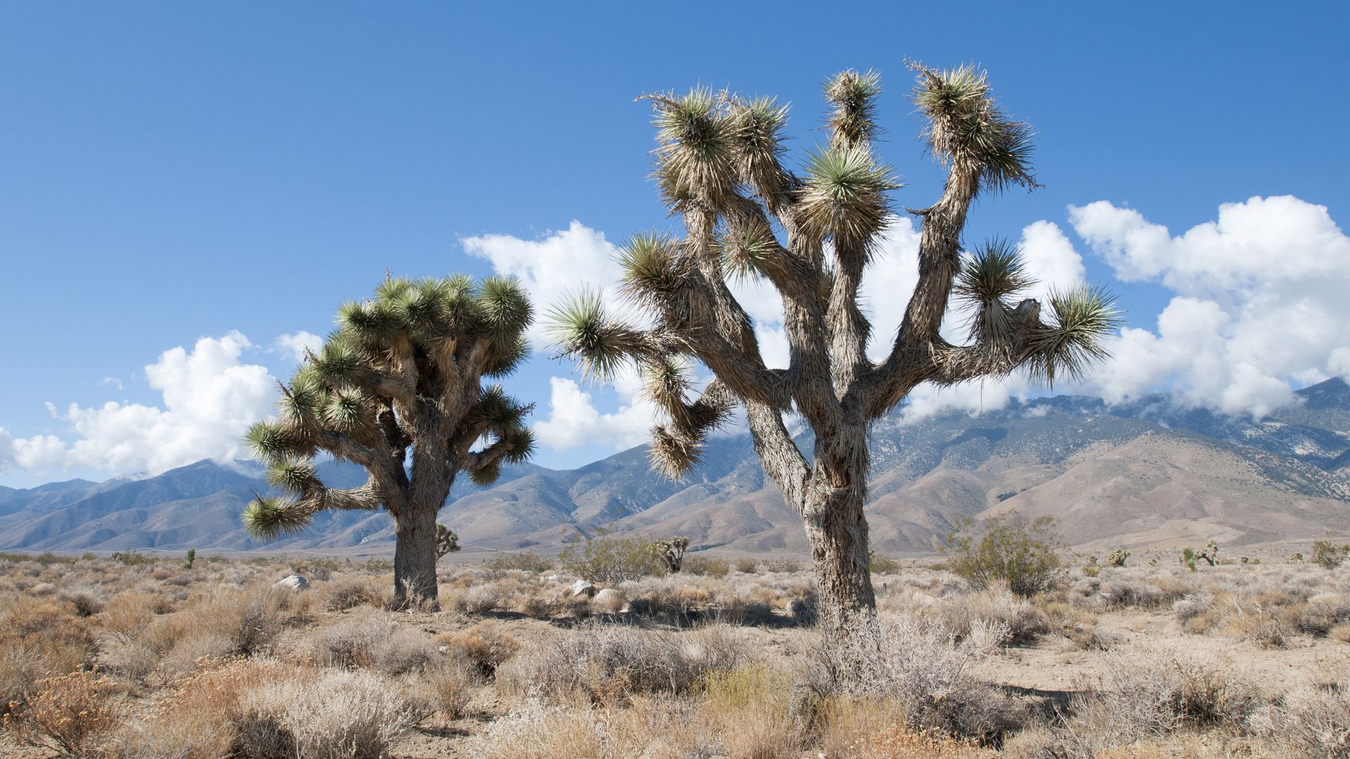 Joshua trees
